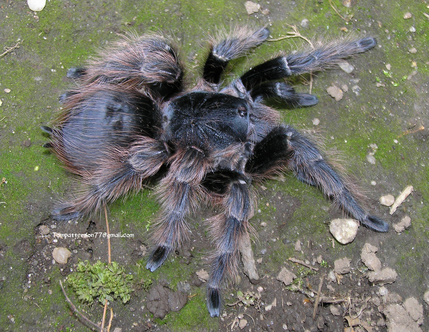 Nhandu carapoensis 2”