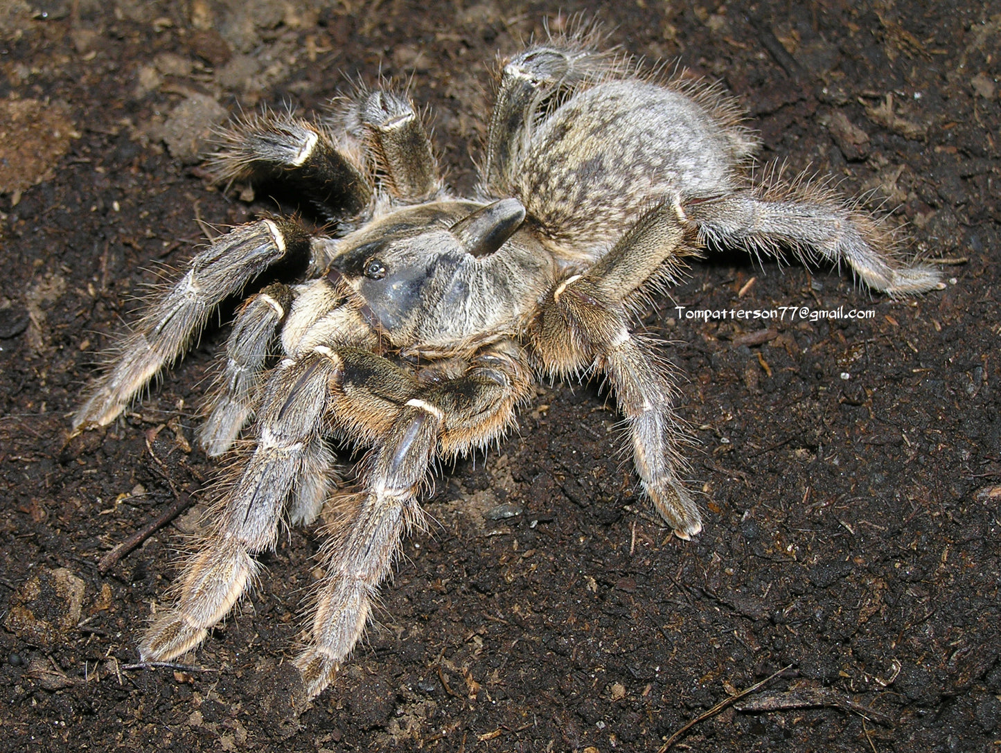 Ceratogyrus darlingi 3/4”
