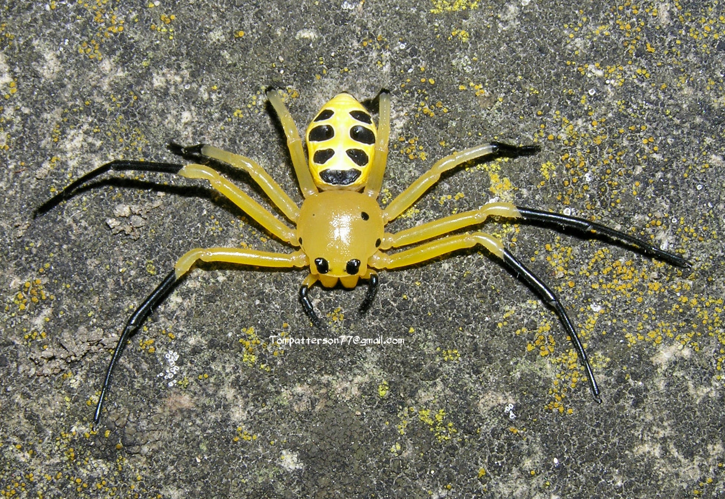 Platythomisus octomaculatus 3/4”