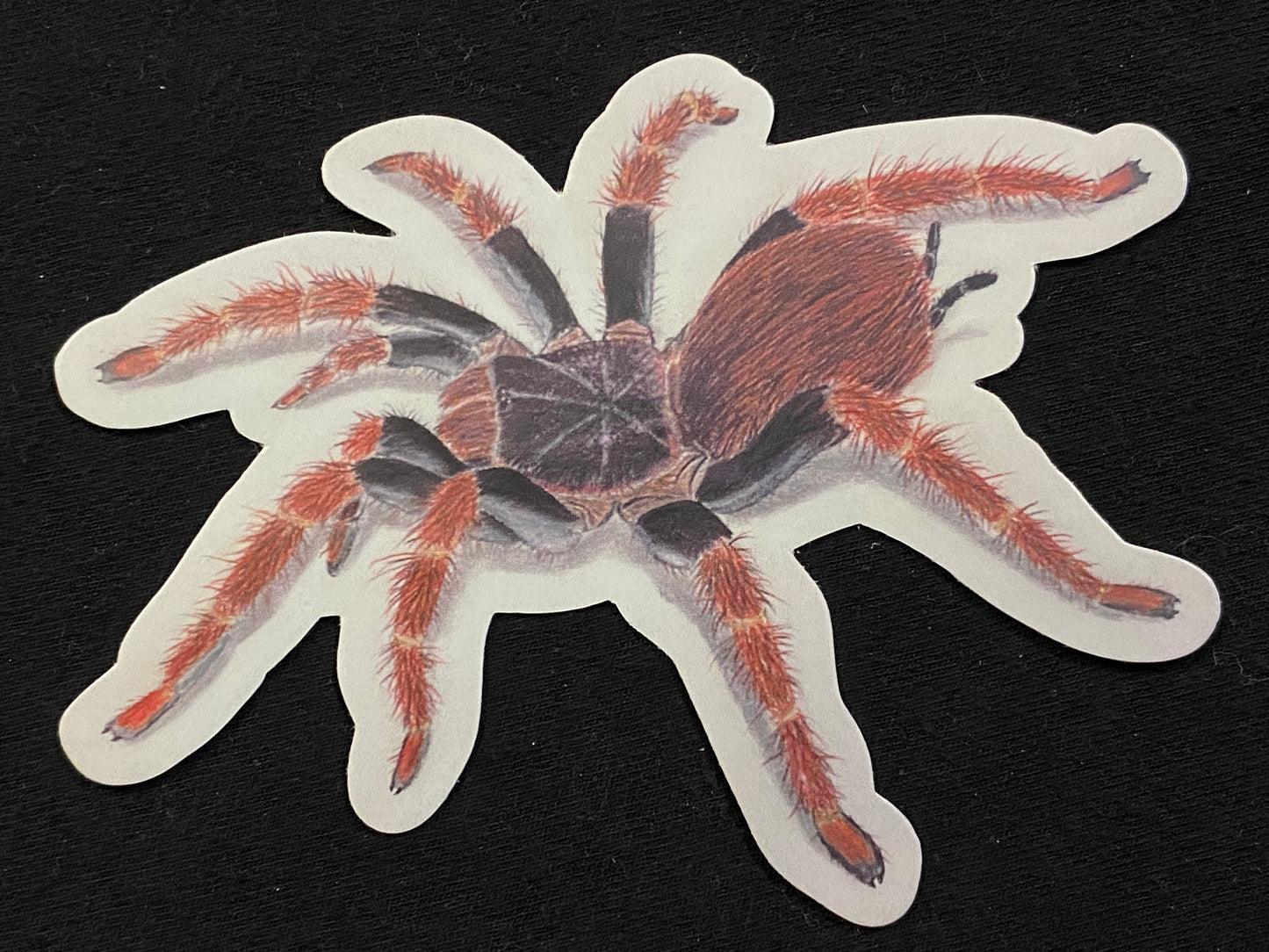 4” Vinyl sticker (M. robustum)