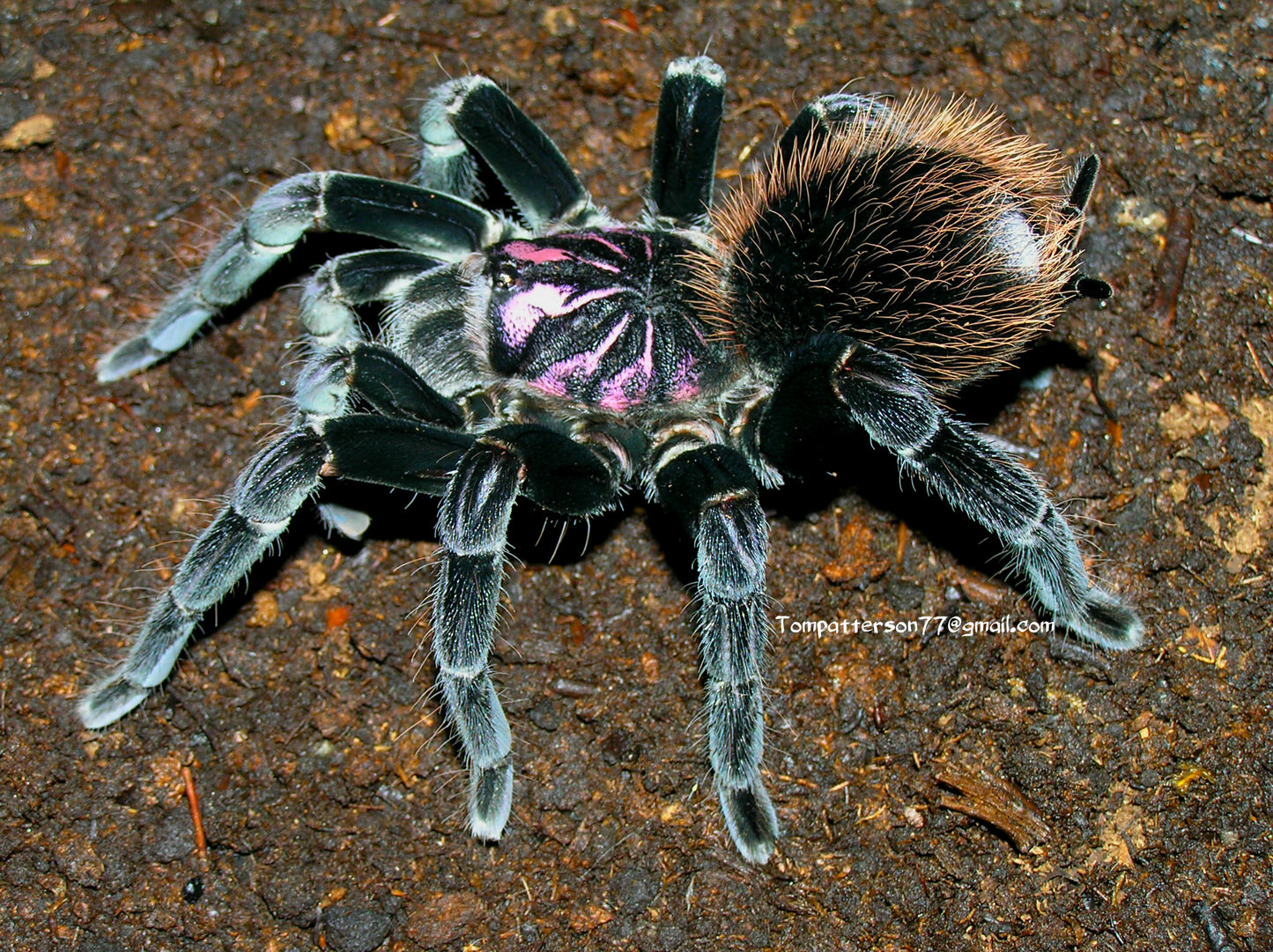 Xenesthis immanis 1.5”