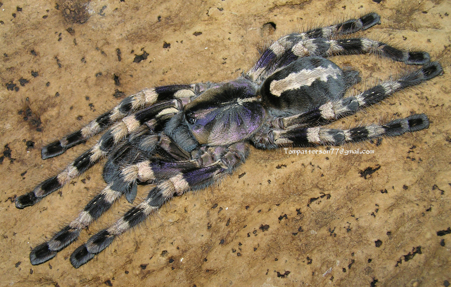 Poecilotheria tigrinawesseli 3/4”