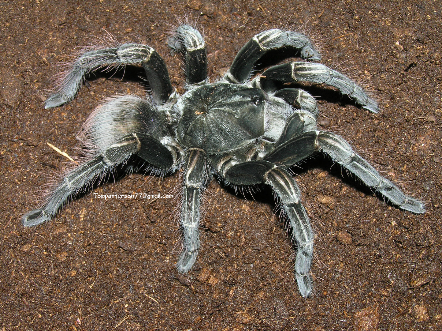 Pamphobeteus sp. Machala 1”