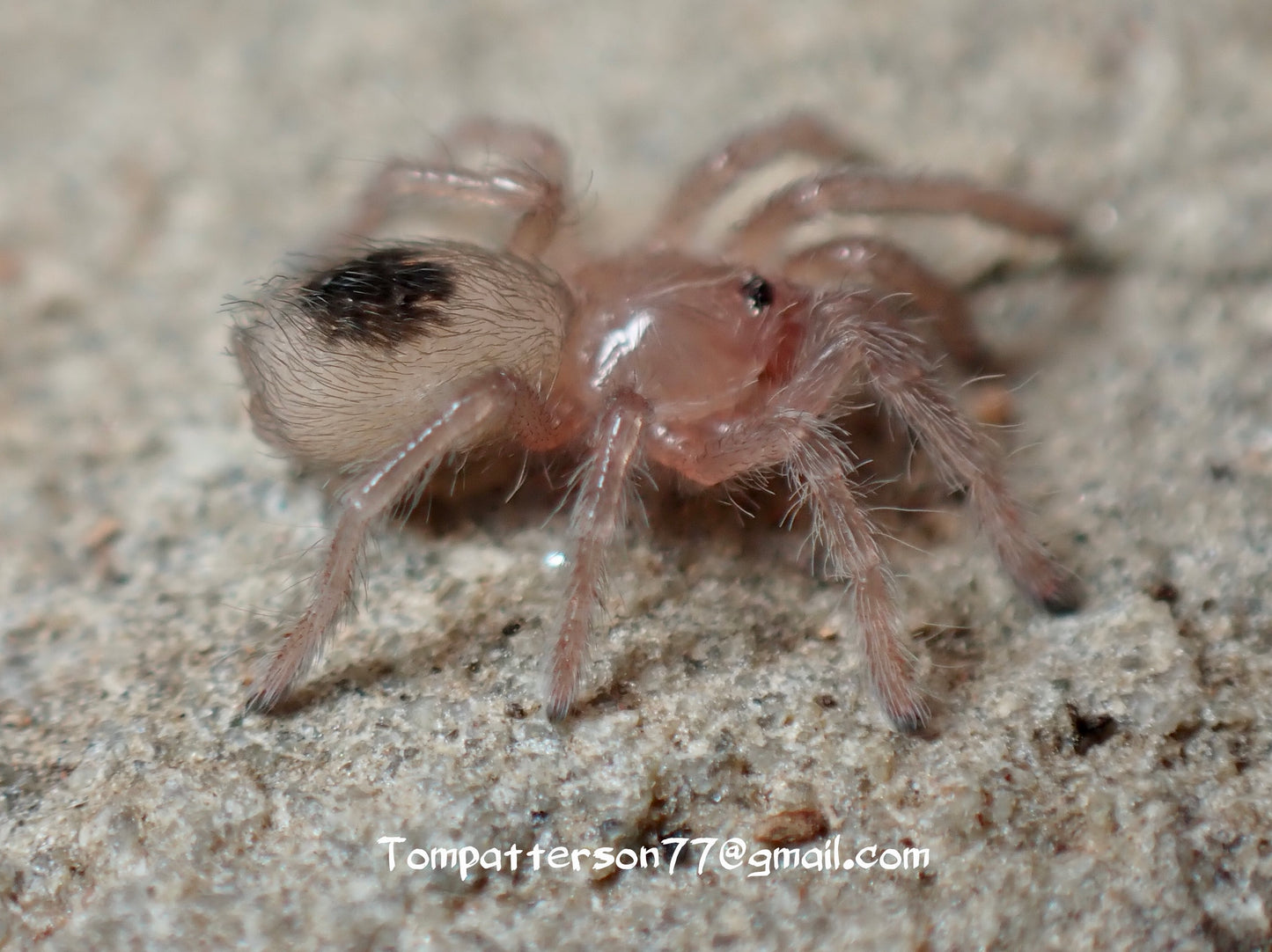 Homoeomma orellanai 1/4”