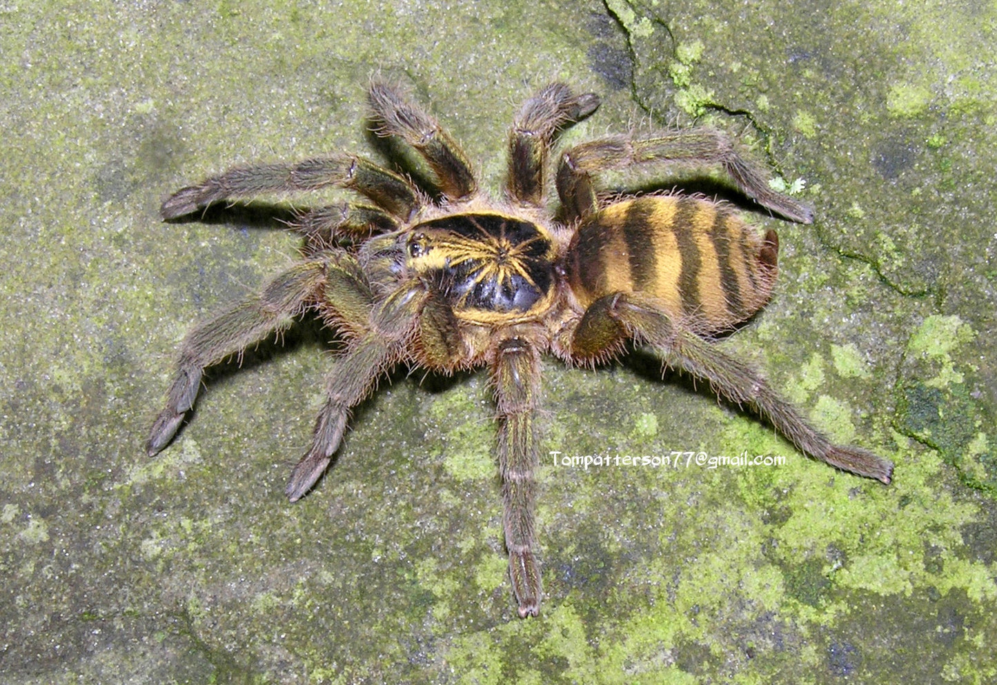 Neoholothele fasciaaurinigra 1/2”