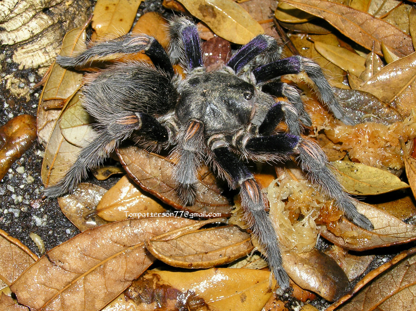 Euathlus truculentus 1/2”