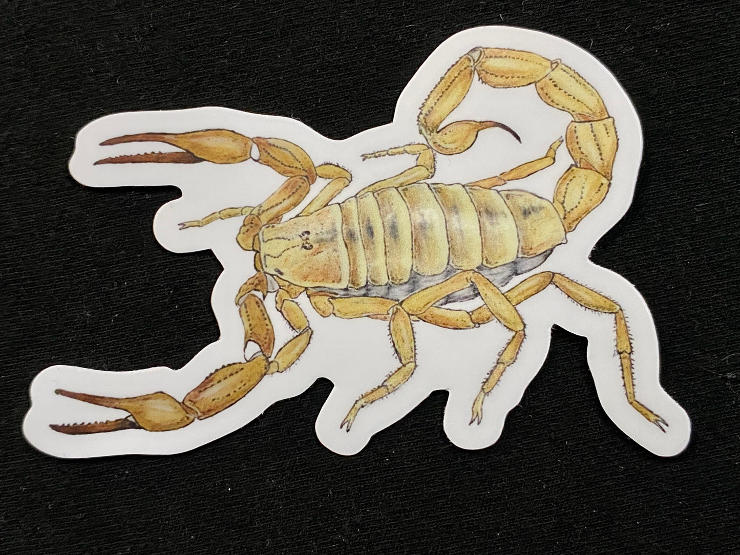 3” Vinyl stickers (Androctonus sp.)