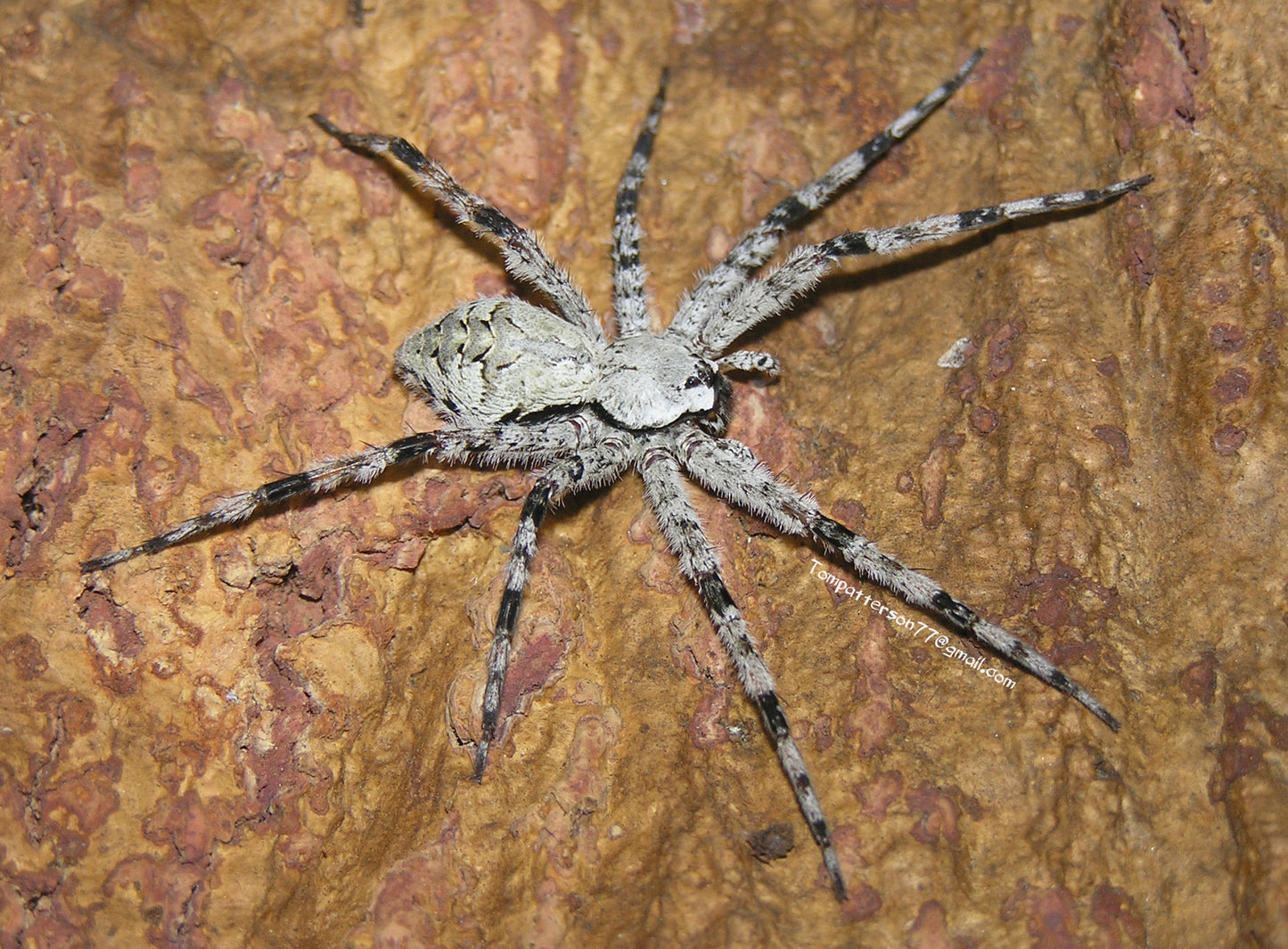 Dolomedes albineus 2”