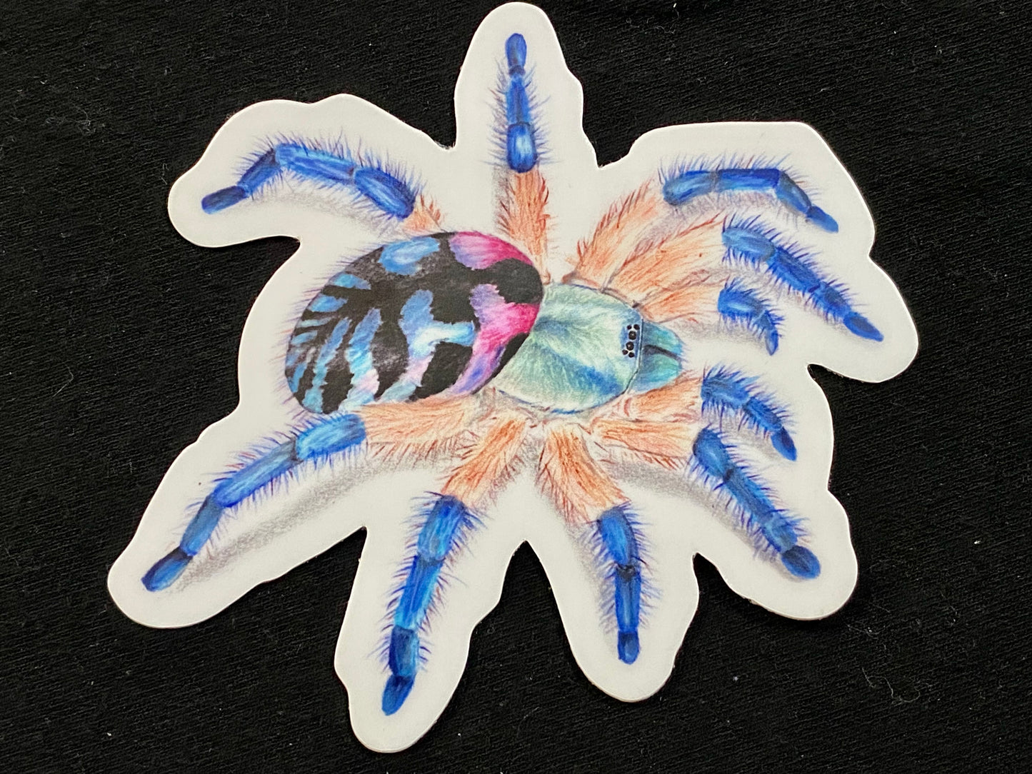 3” Magnets (T. seladonia)