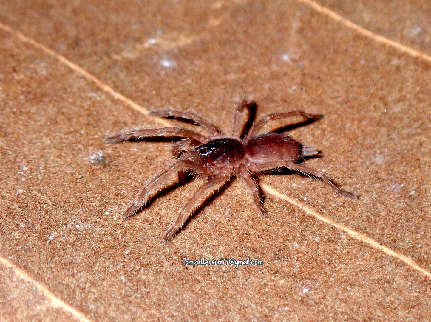 Guyruita cerrado 1/2”
