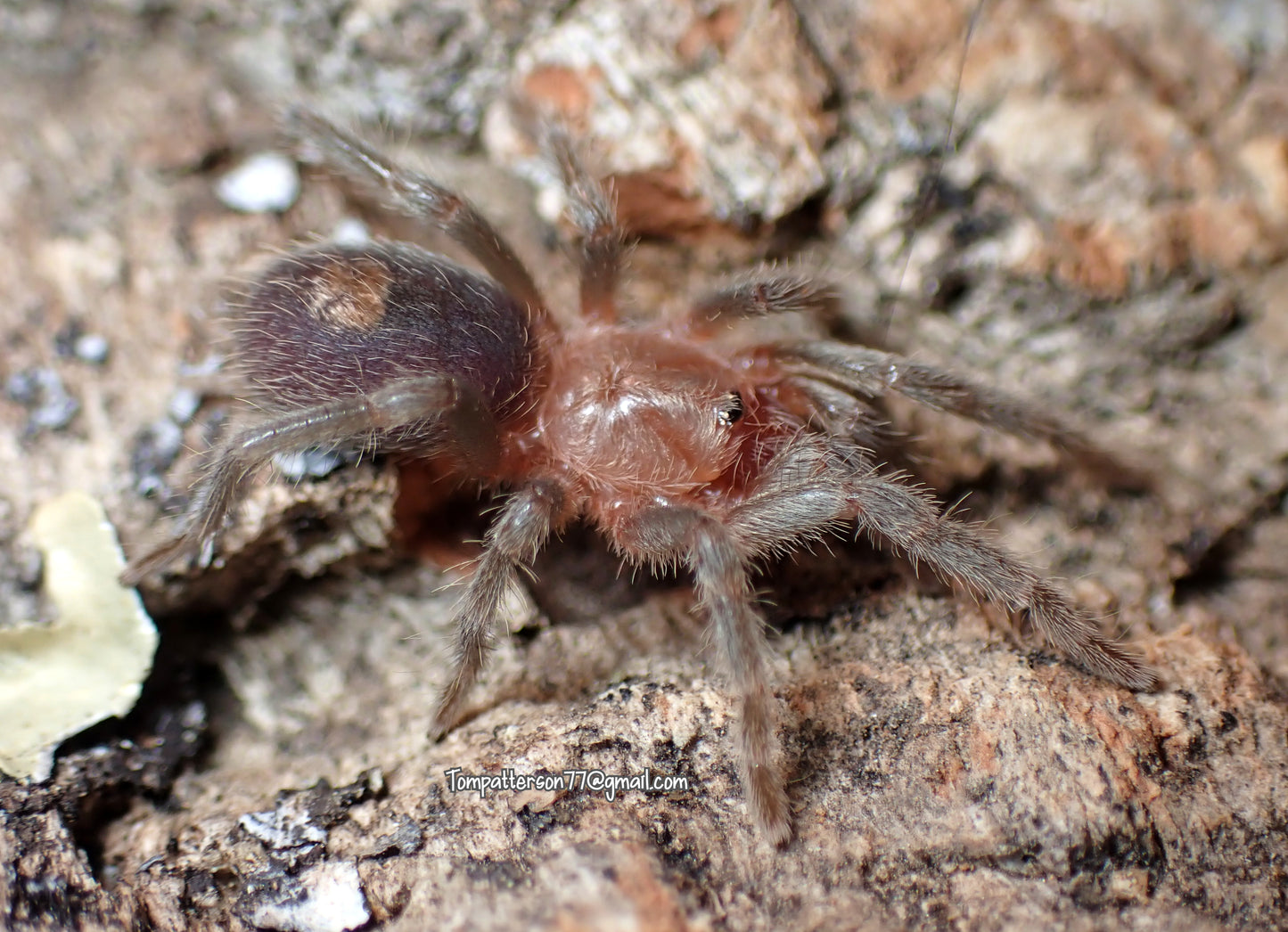 Ewok cyaneolus “blue” 1/2”