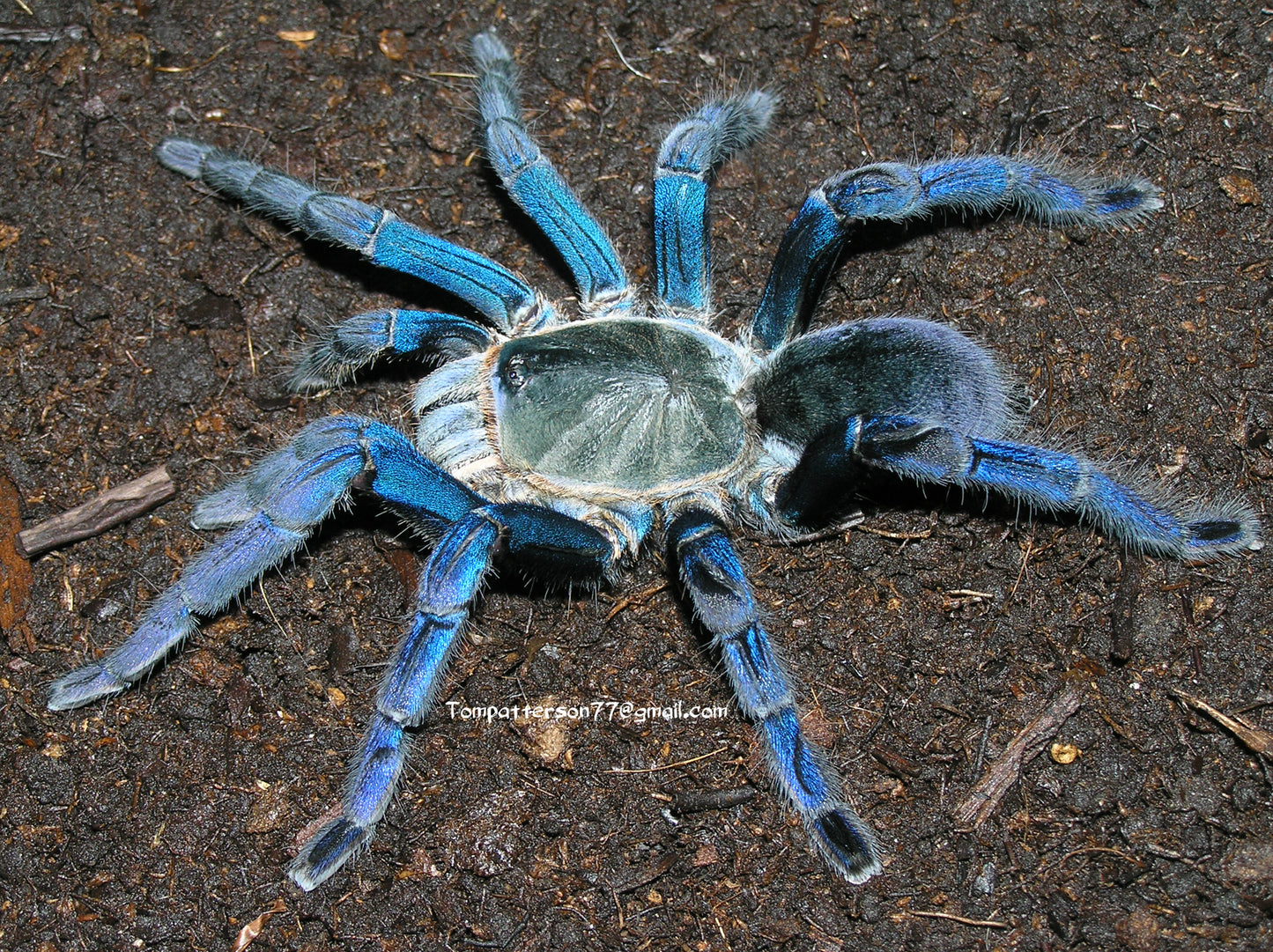 Melopoeus lividus 4” - 5” female