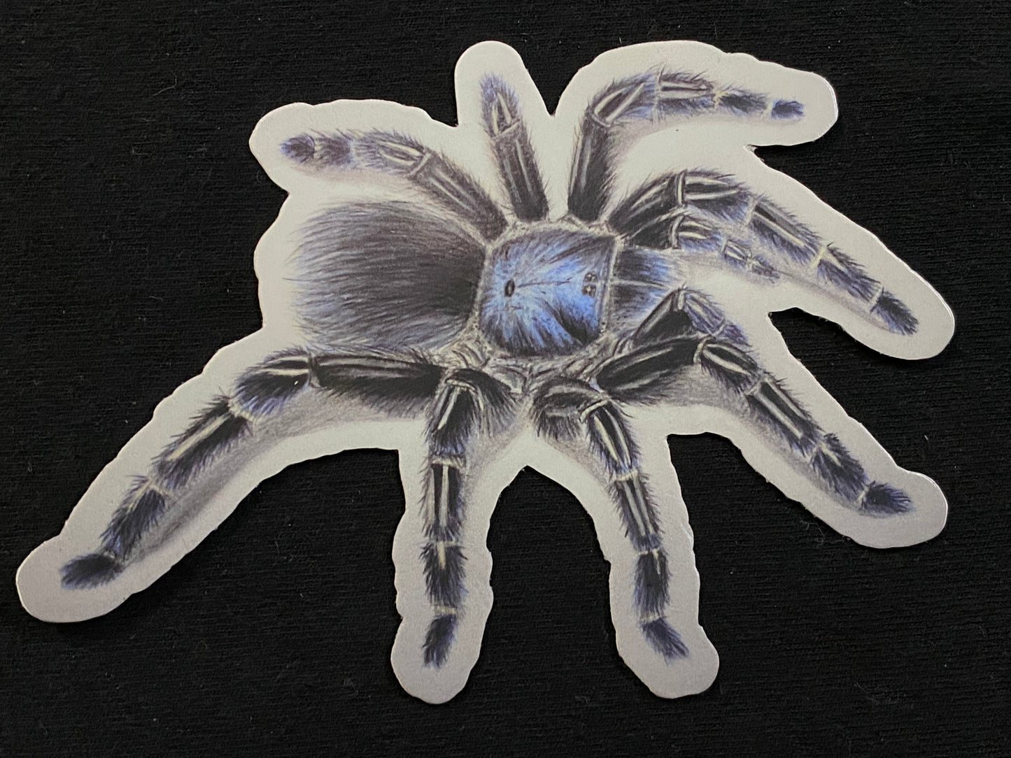 4” Vinyl stickers (A. seemanni)