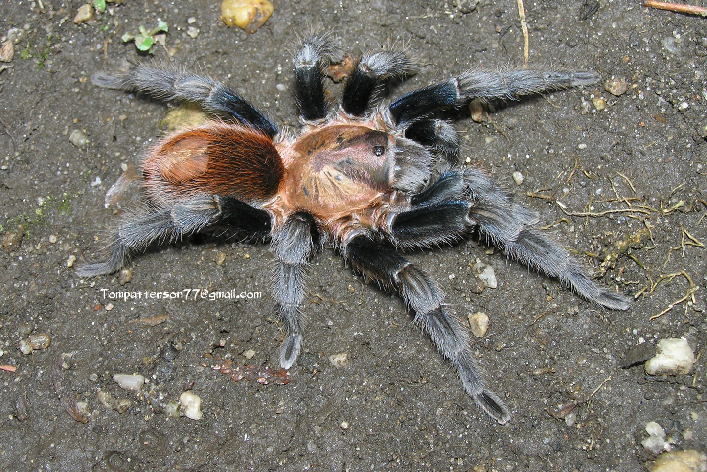 Bonnetina tanzeri 1/2”