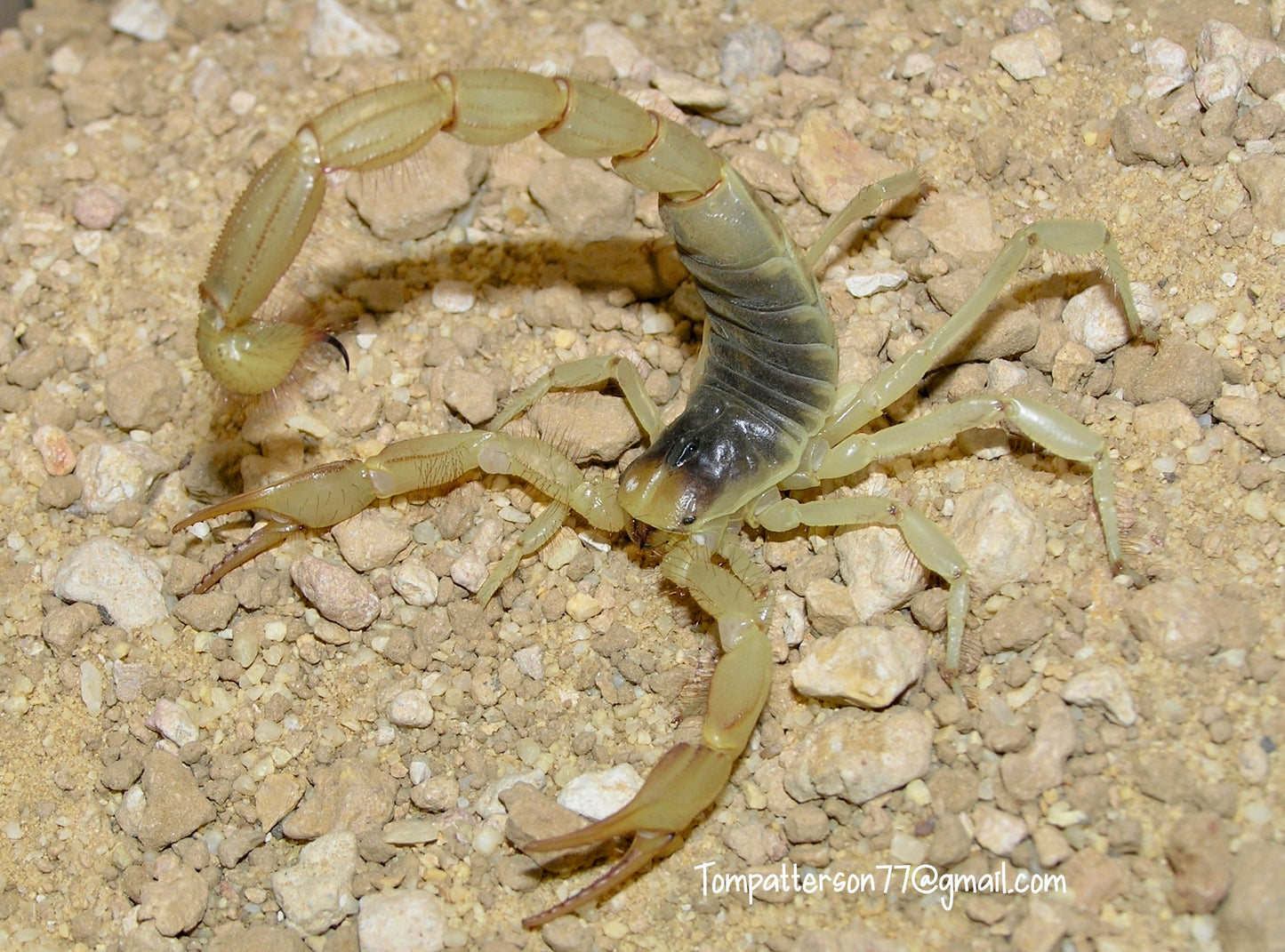 Hadrurus arizonensis 3”+