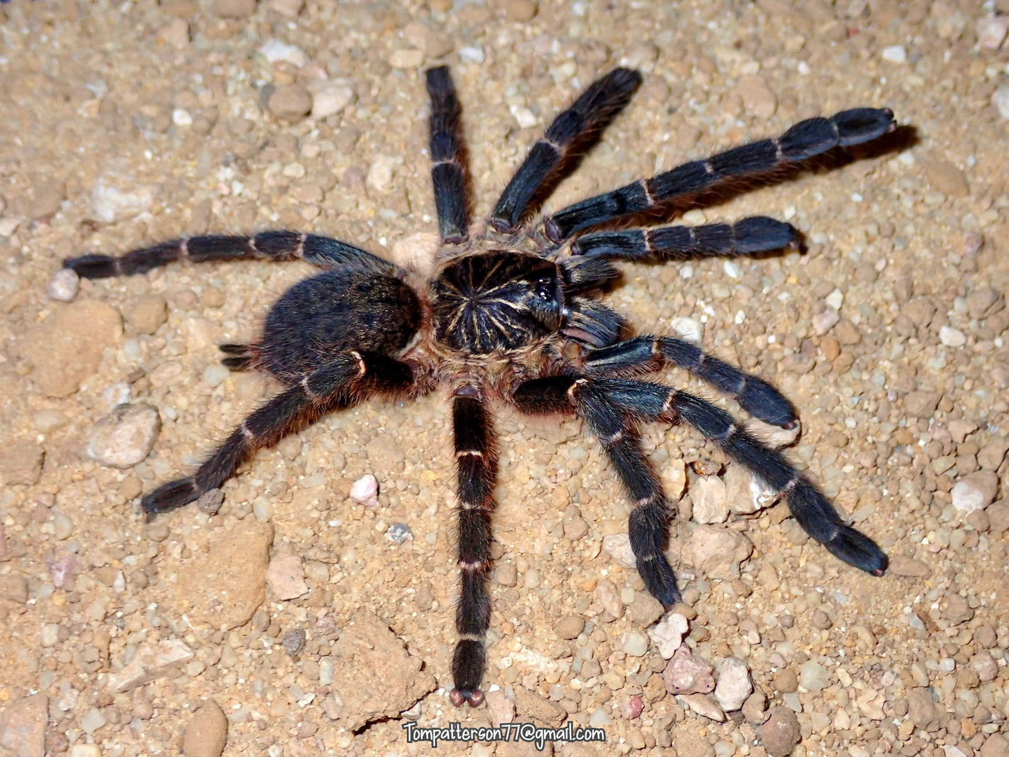 Pterinochilus murinus DCF “Kigoma” 3.5” (suspected male)