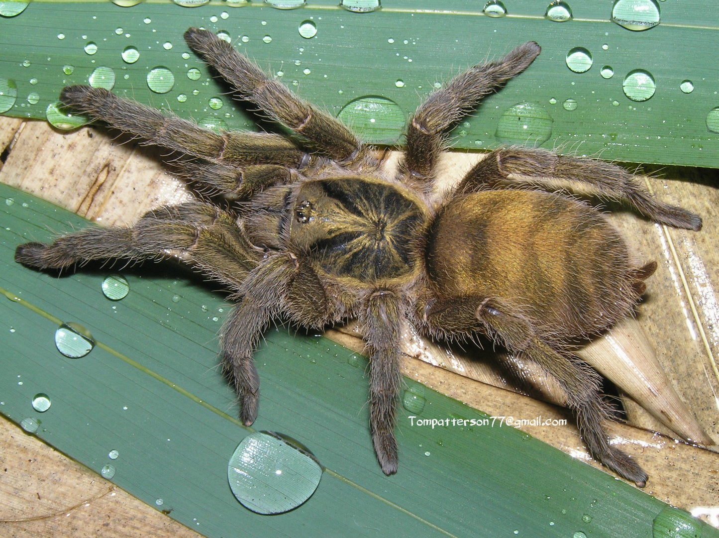 Neoholothele incei 'Olive' 1.5”