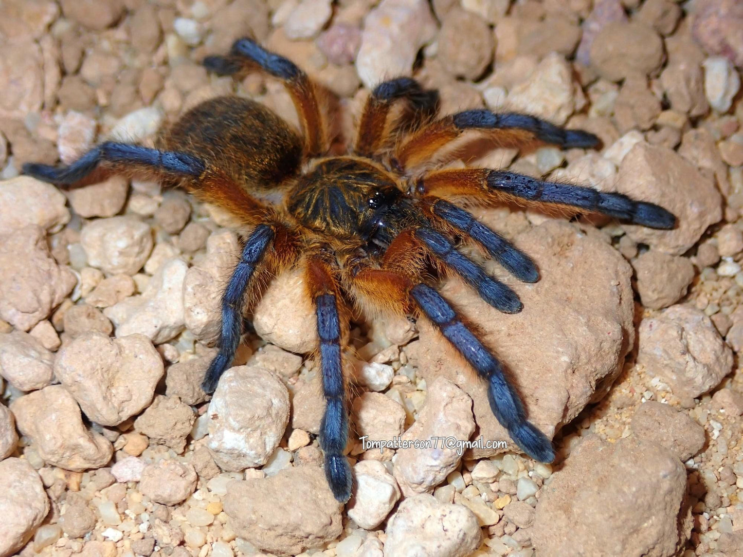Harpactira pulchripes 3/4”