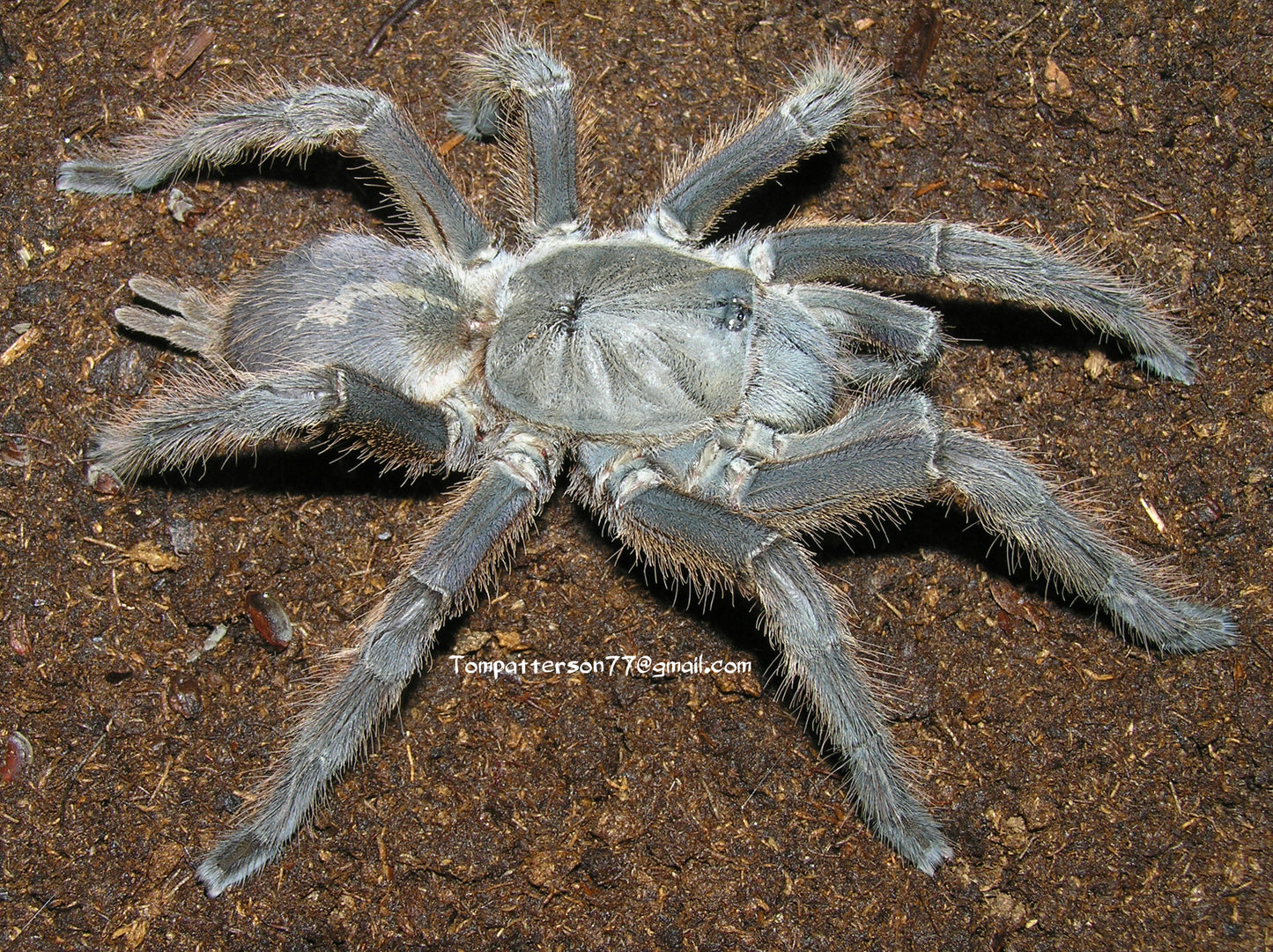 Chilobrachys huahini 1.5”