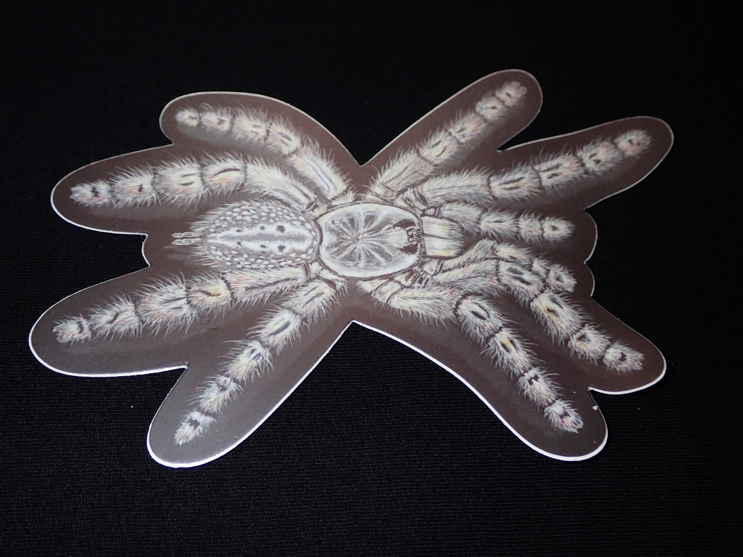 5” Vinyl stickers (H. maculata)