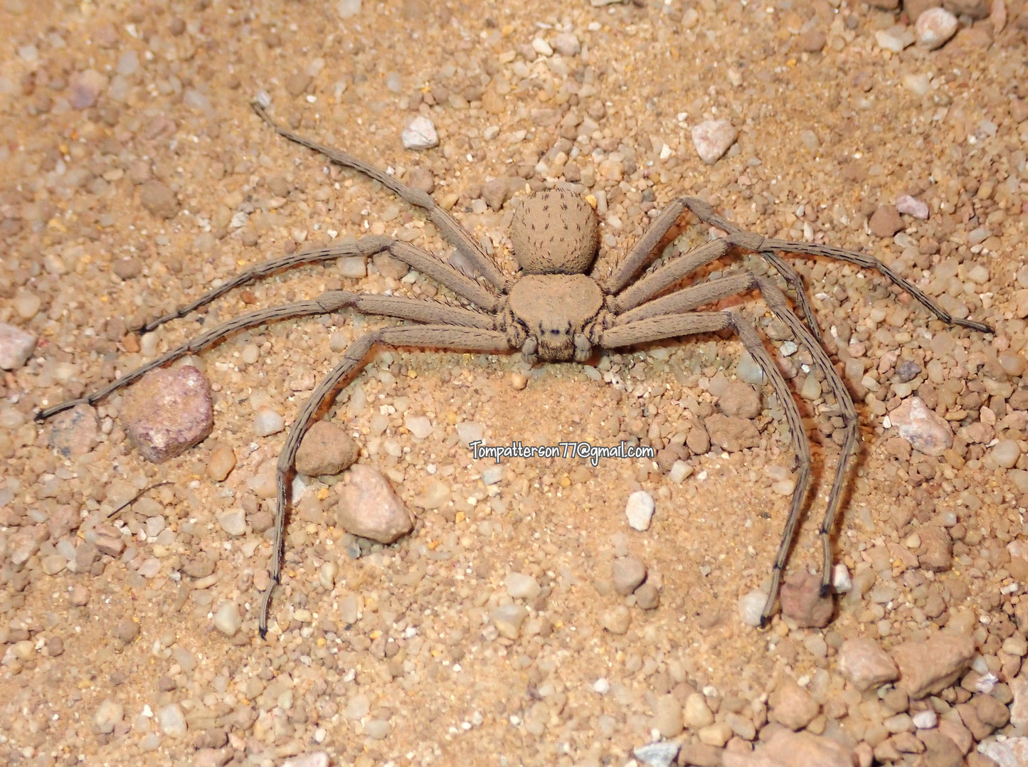 Sicarius thomisoides 1/4”