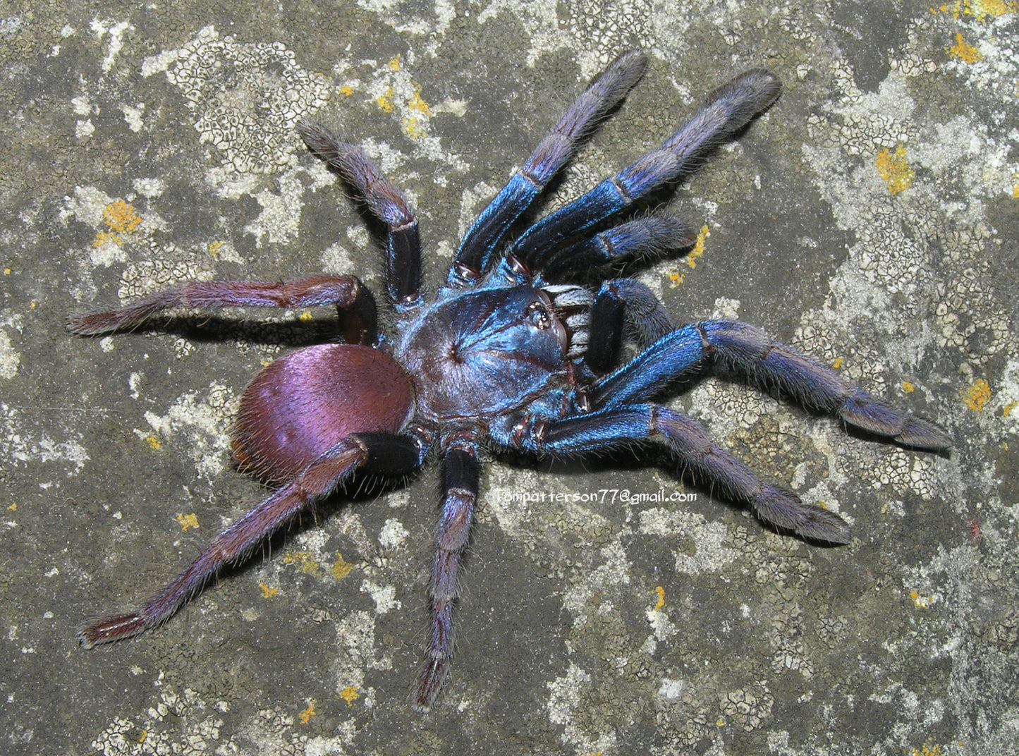 Cilantica devamatha 3/4”