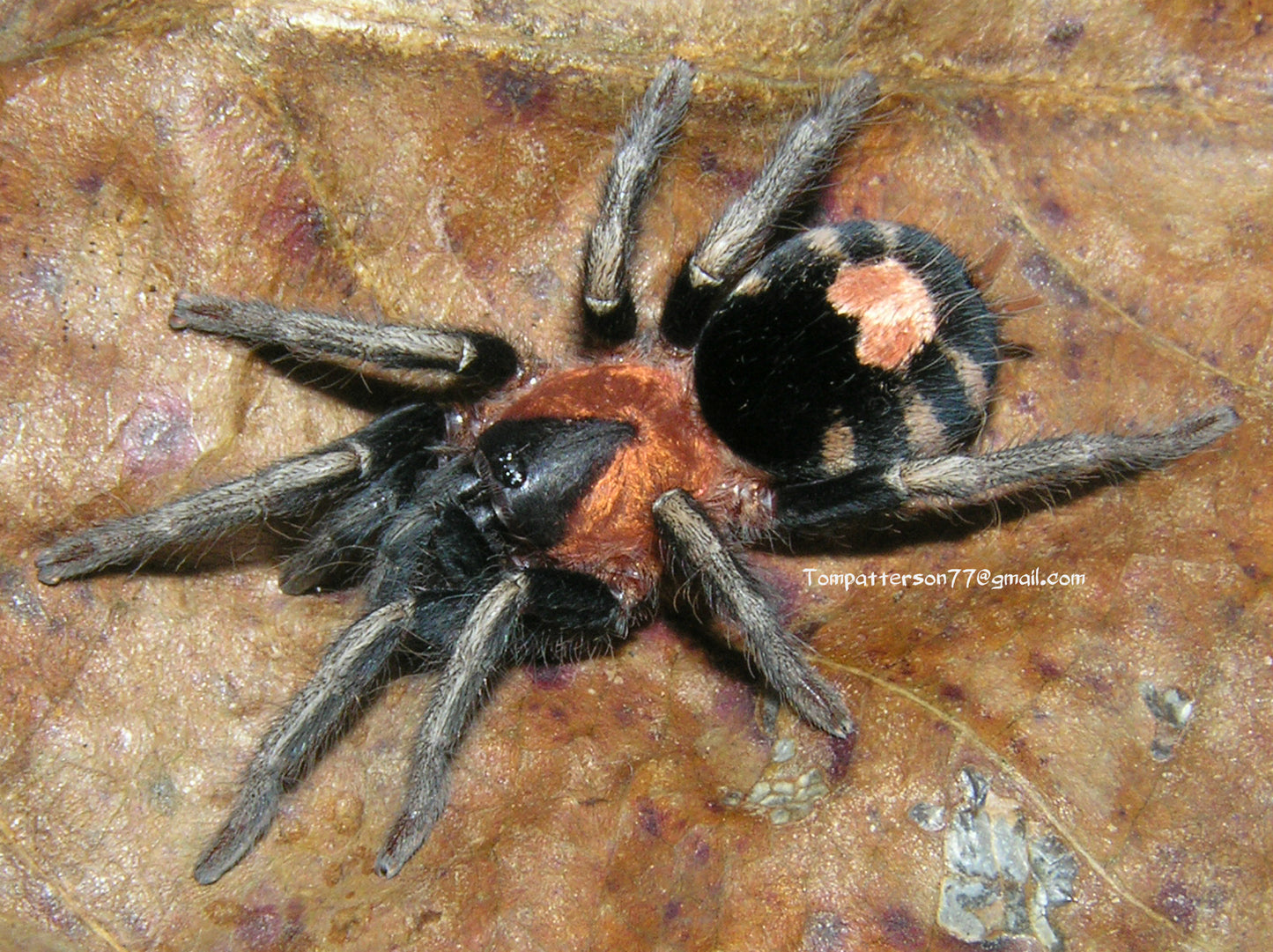 Cyriocosmus elegans 1/8”