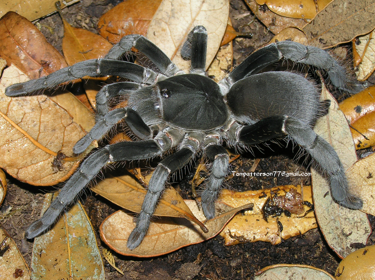 Hysterocrates gigas 3/4”