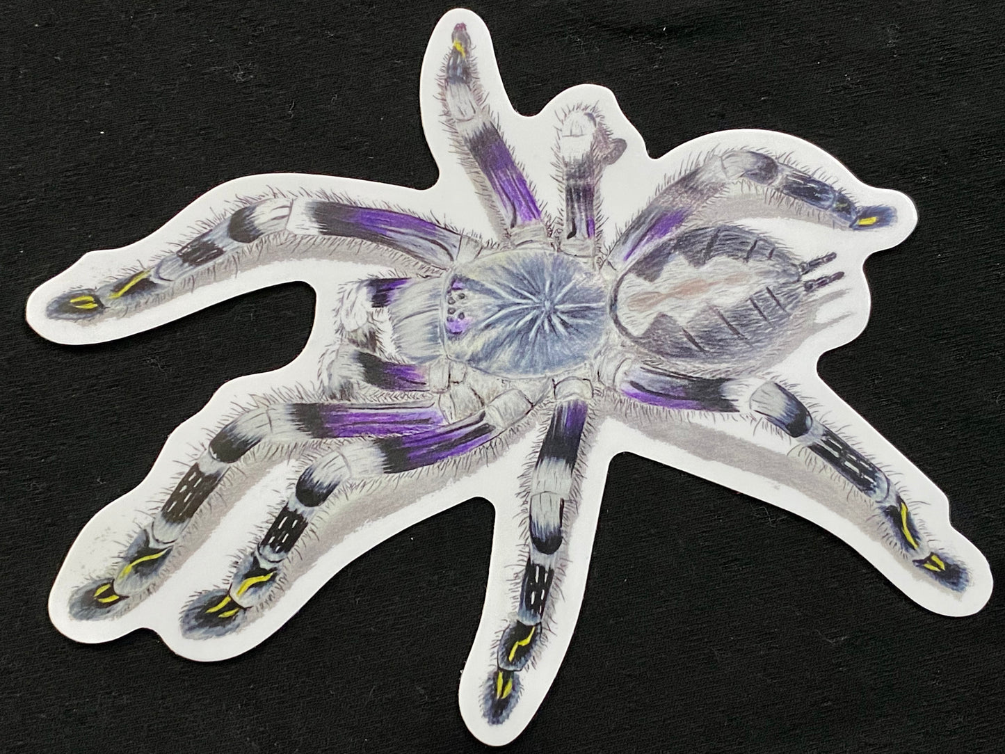 5” Vinyl stickers (P. subfusca)