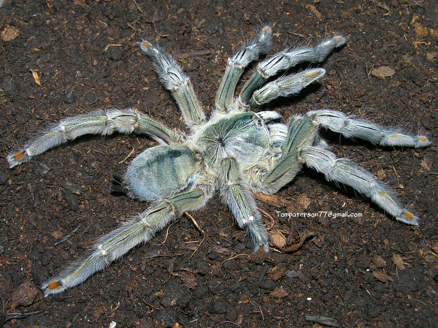 Psalmopoeus cambridgei 3/4”