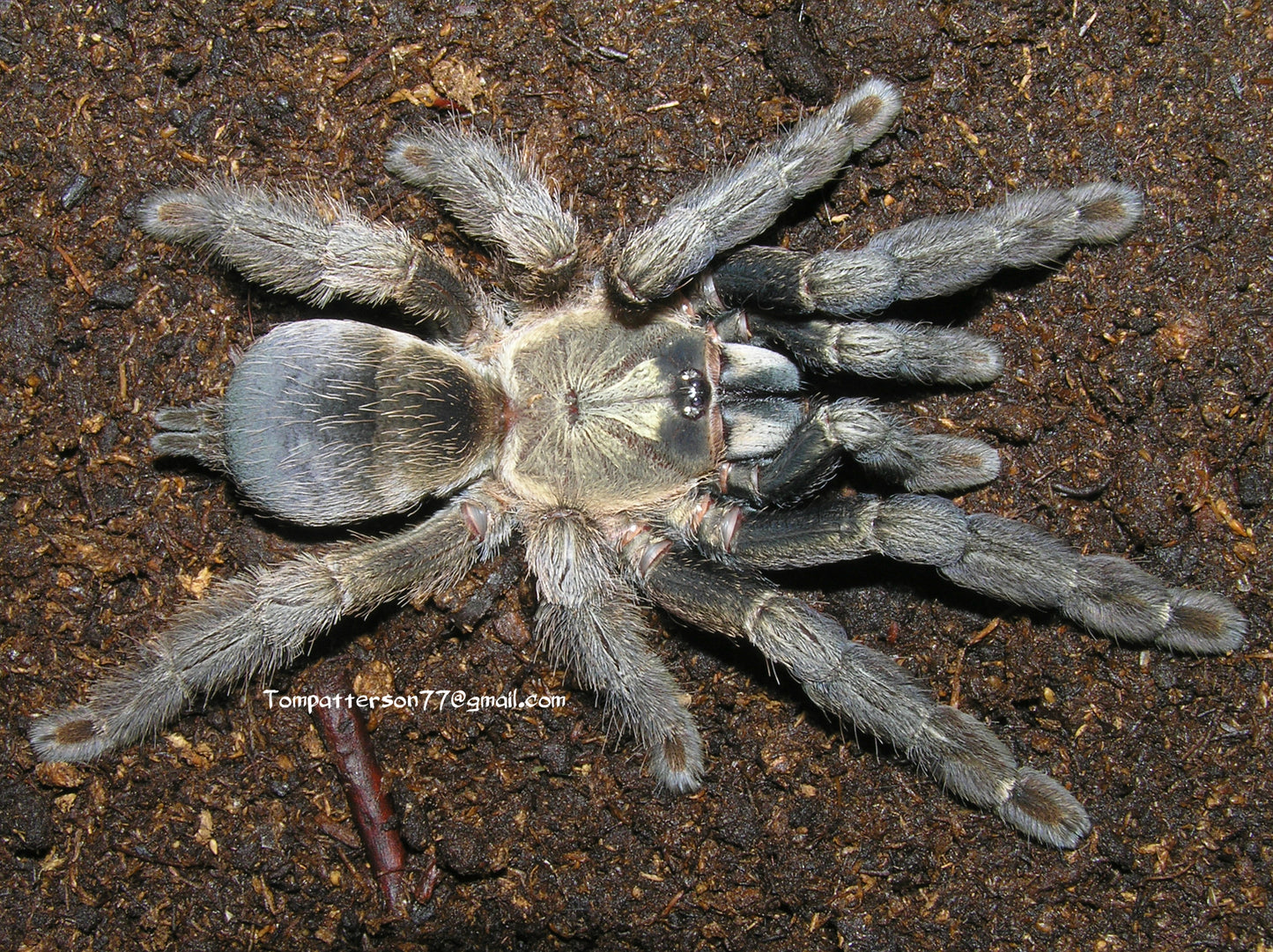 Psalmopoeus reduncus 1/2”