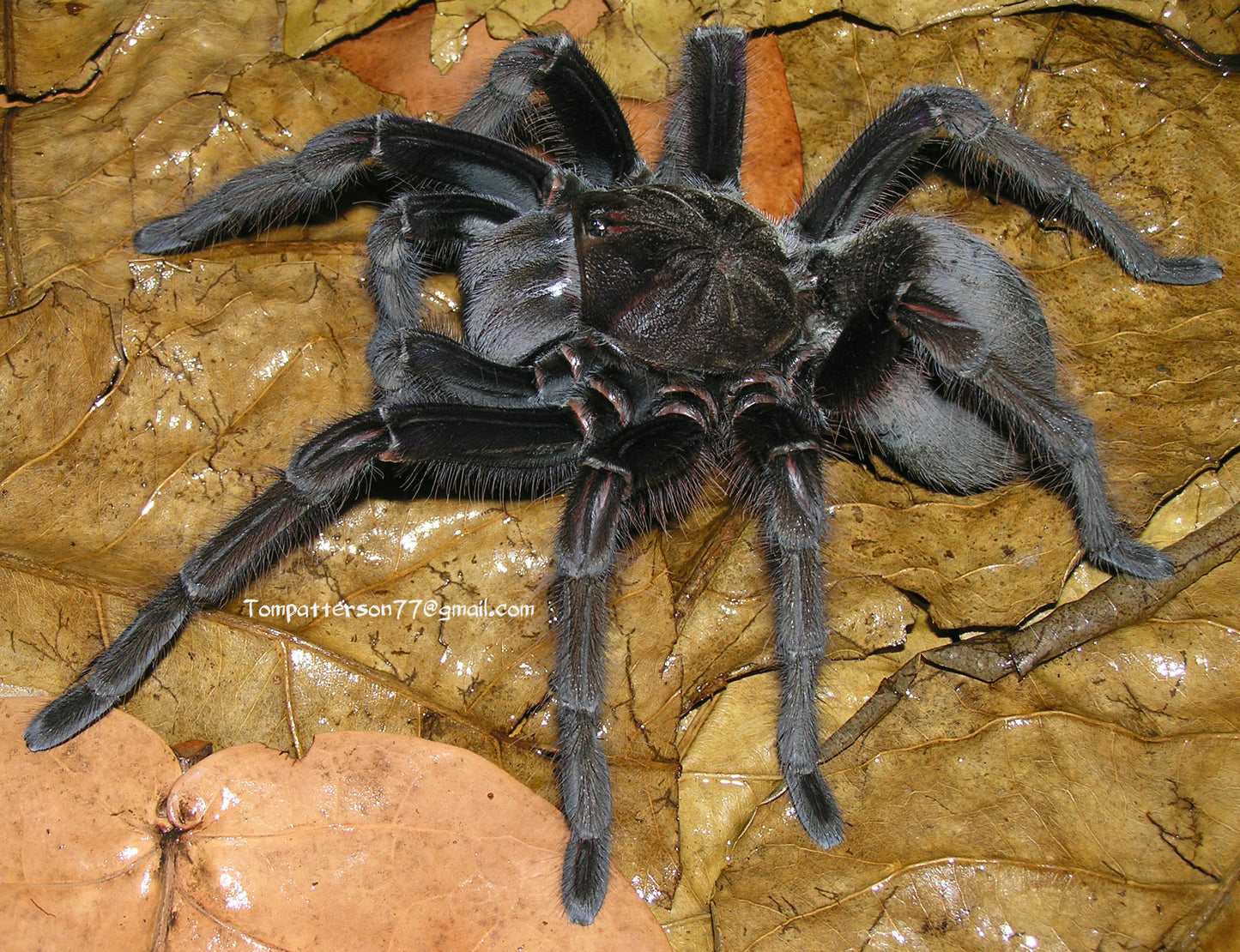 Theraphosa apophysis 1.5”