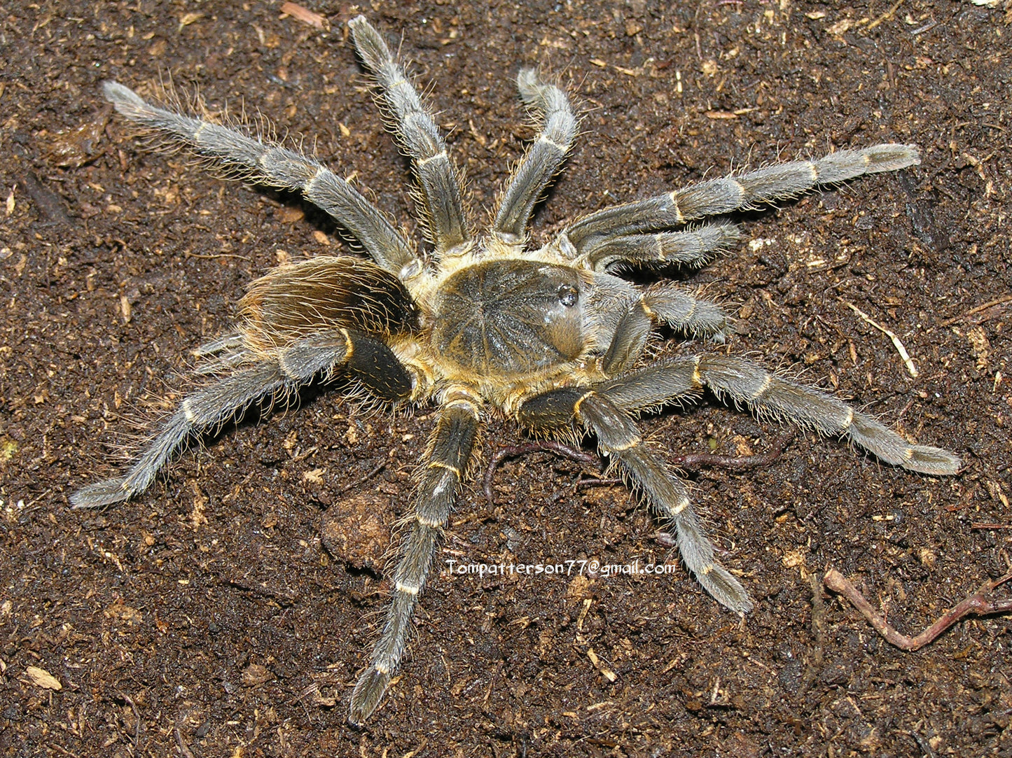 Acanthoscurria theraphosides 1/2”