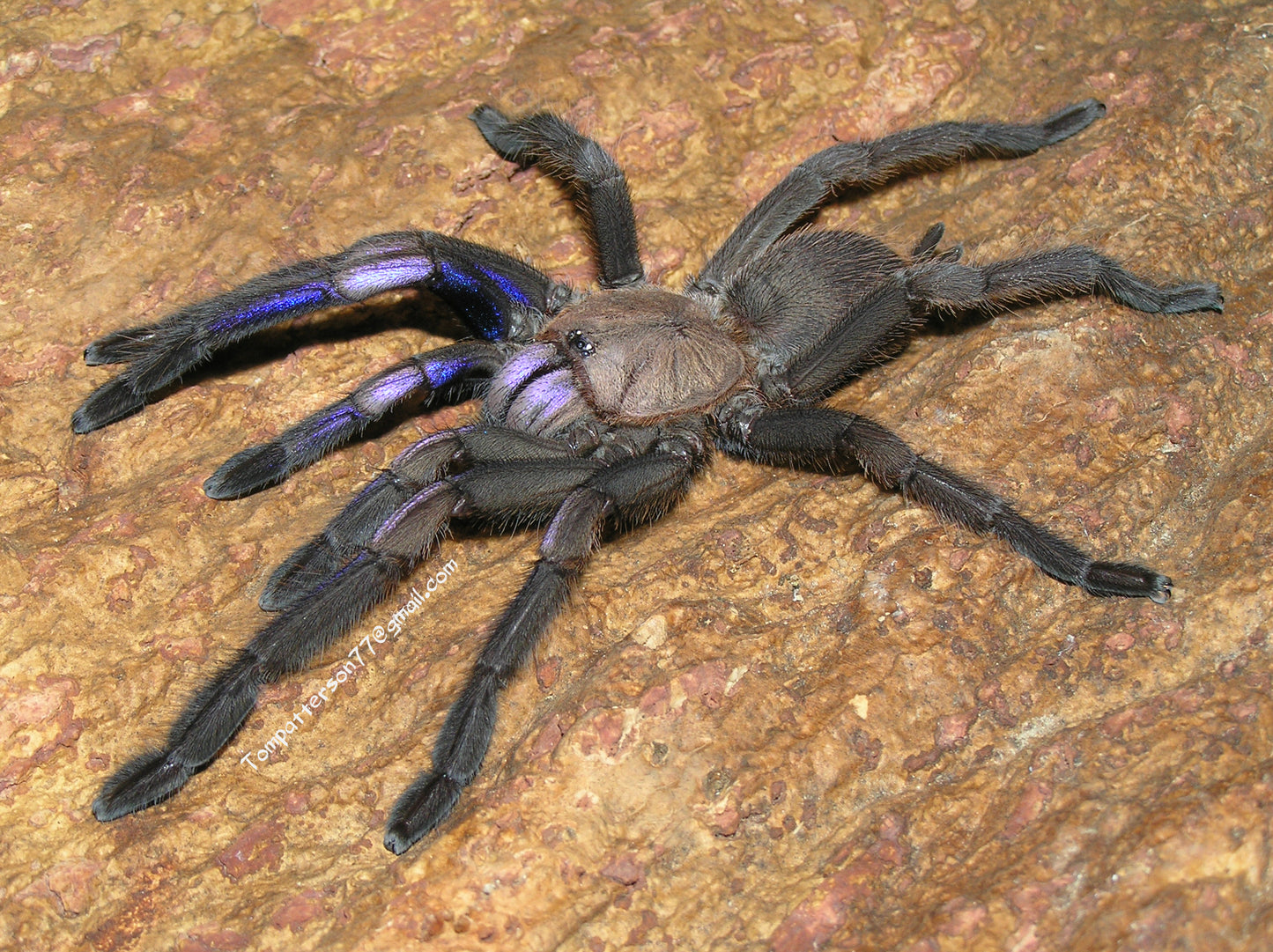 Chilobrachys natanicharum 1”