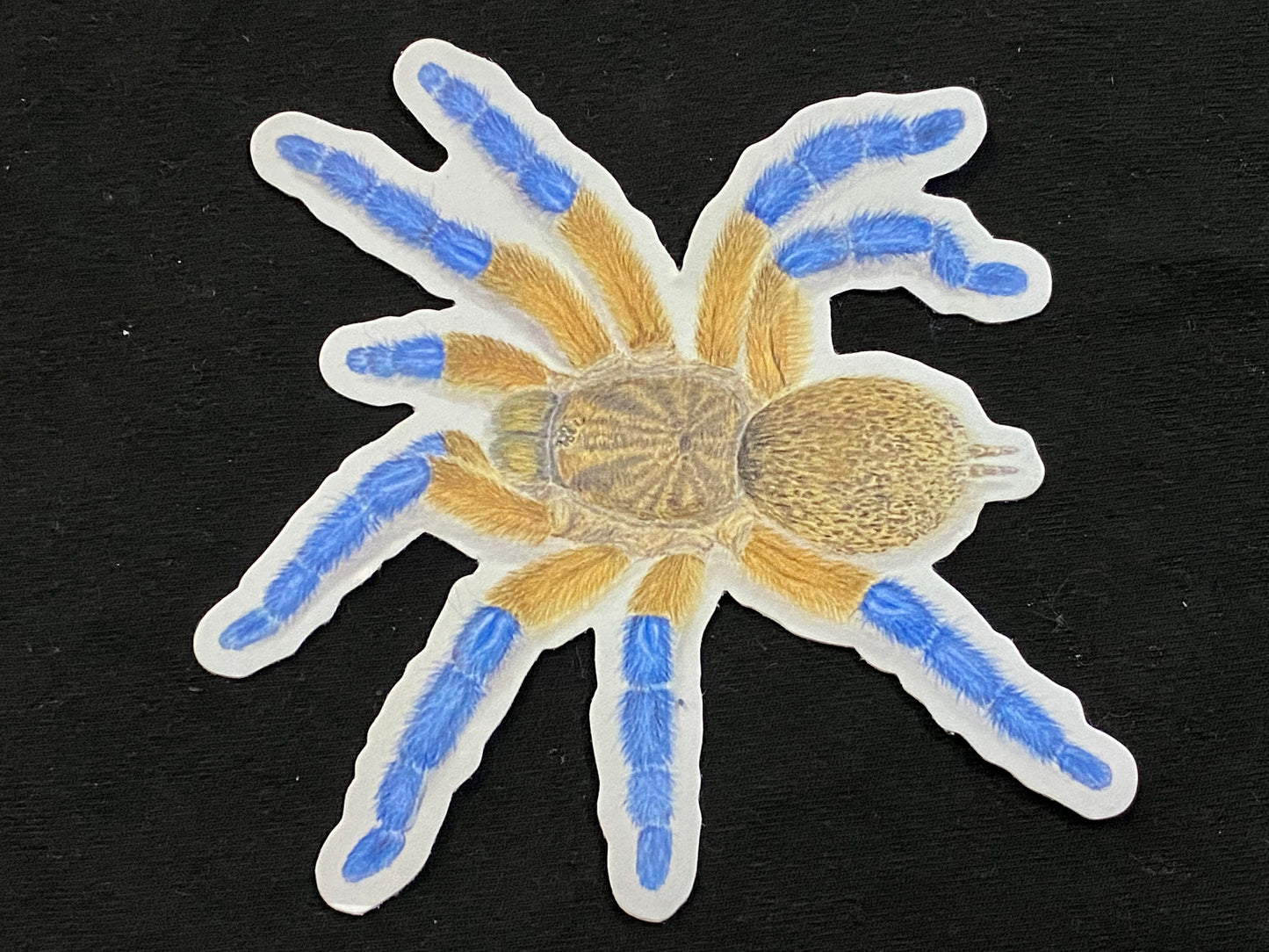 4” Vinyl stickers (H. pulchripes)