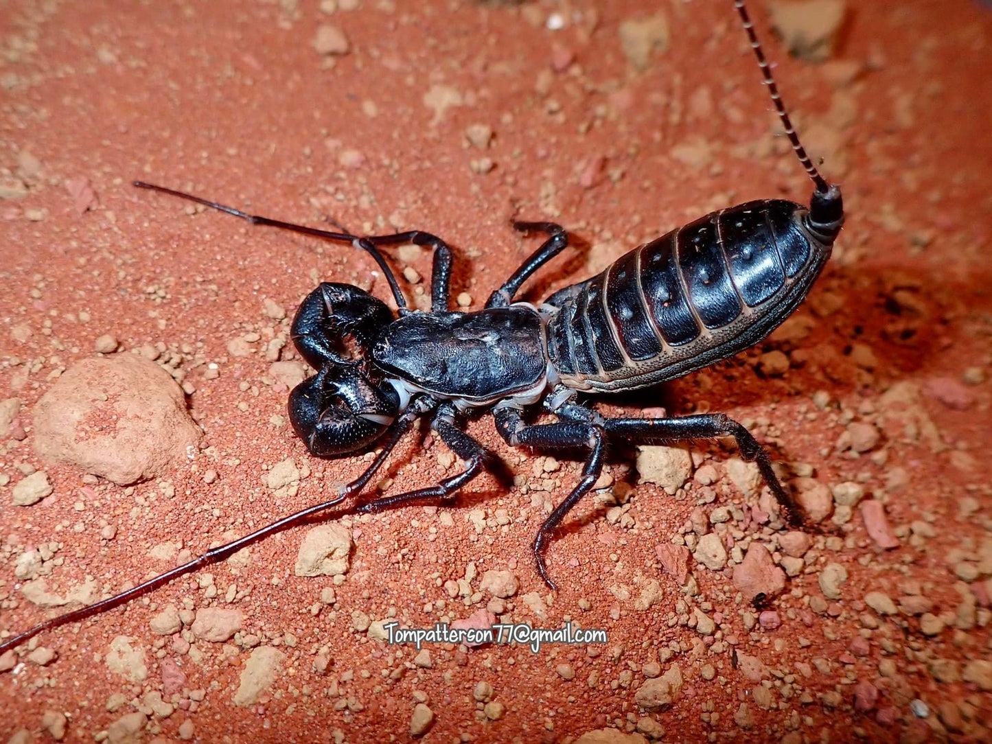 Mastigoproctus tohono 2”-3”