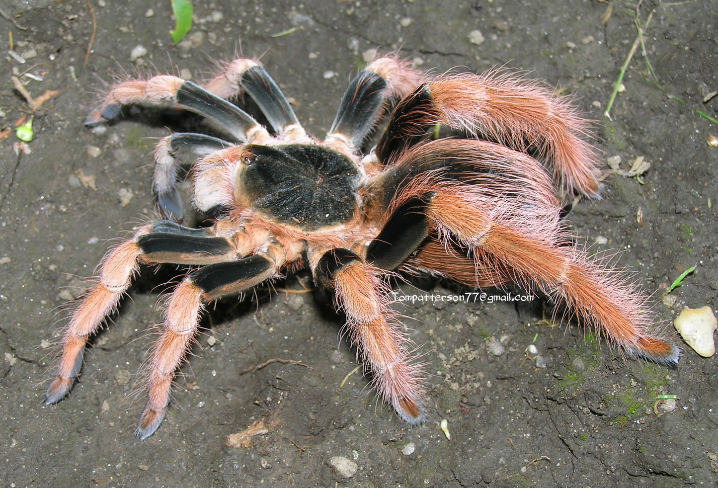Megaphobema robustum 1”