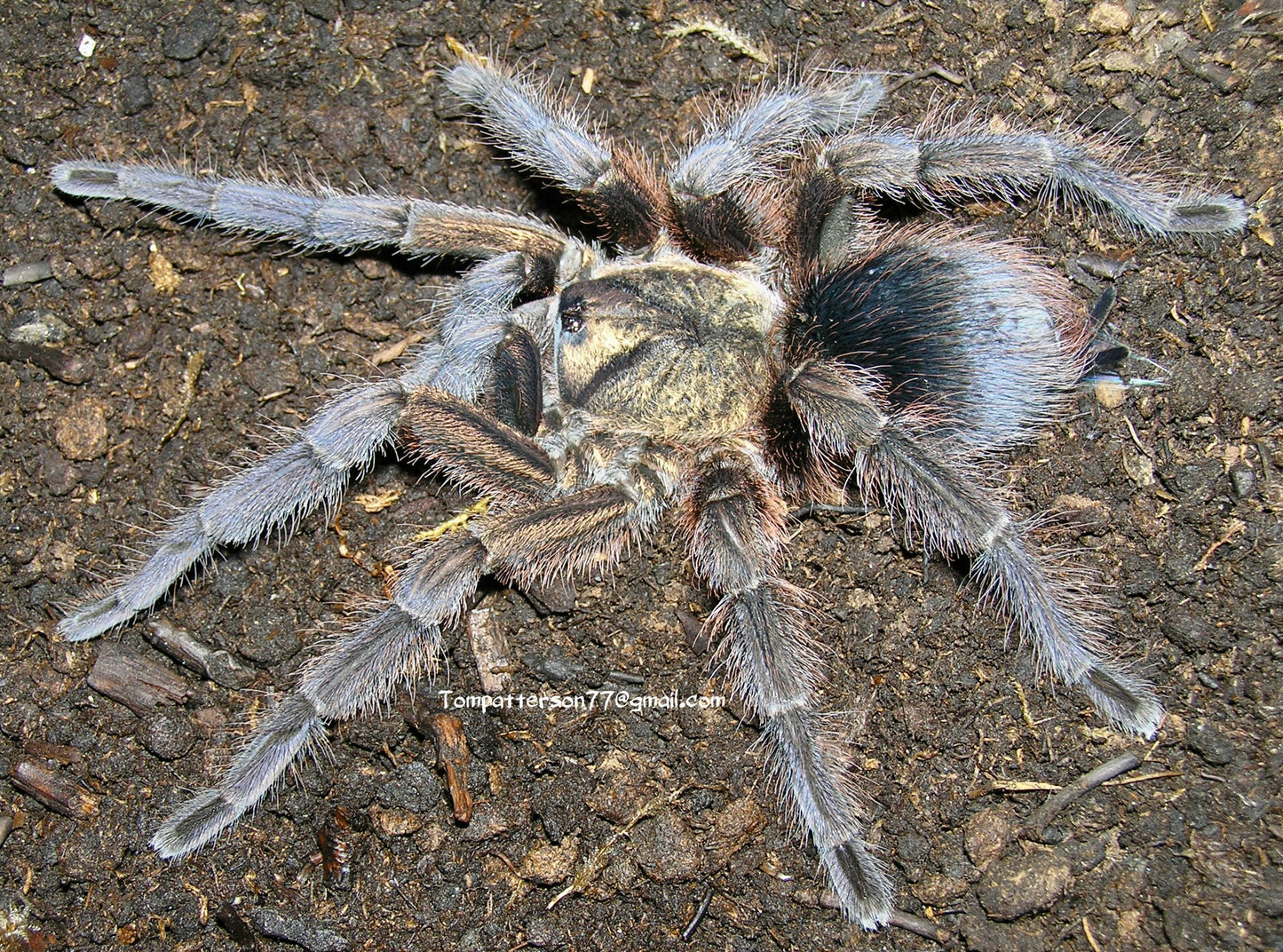 Phormictopus auratus 3/4”