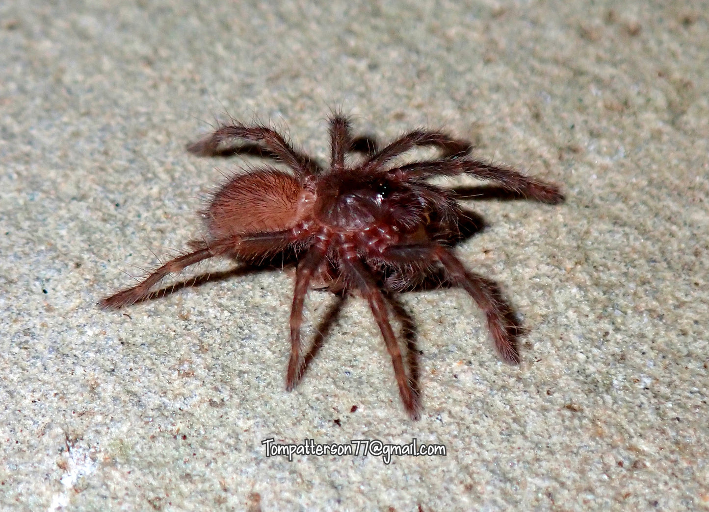 Hysterocrates crassipes 1/2”