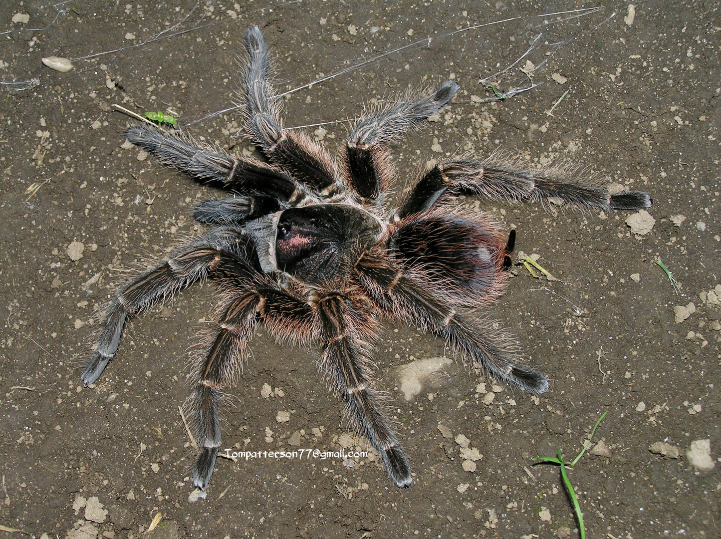 Phormictopus cancerides 1”