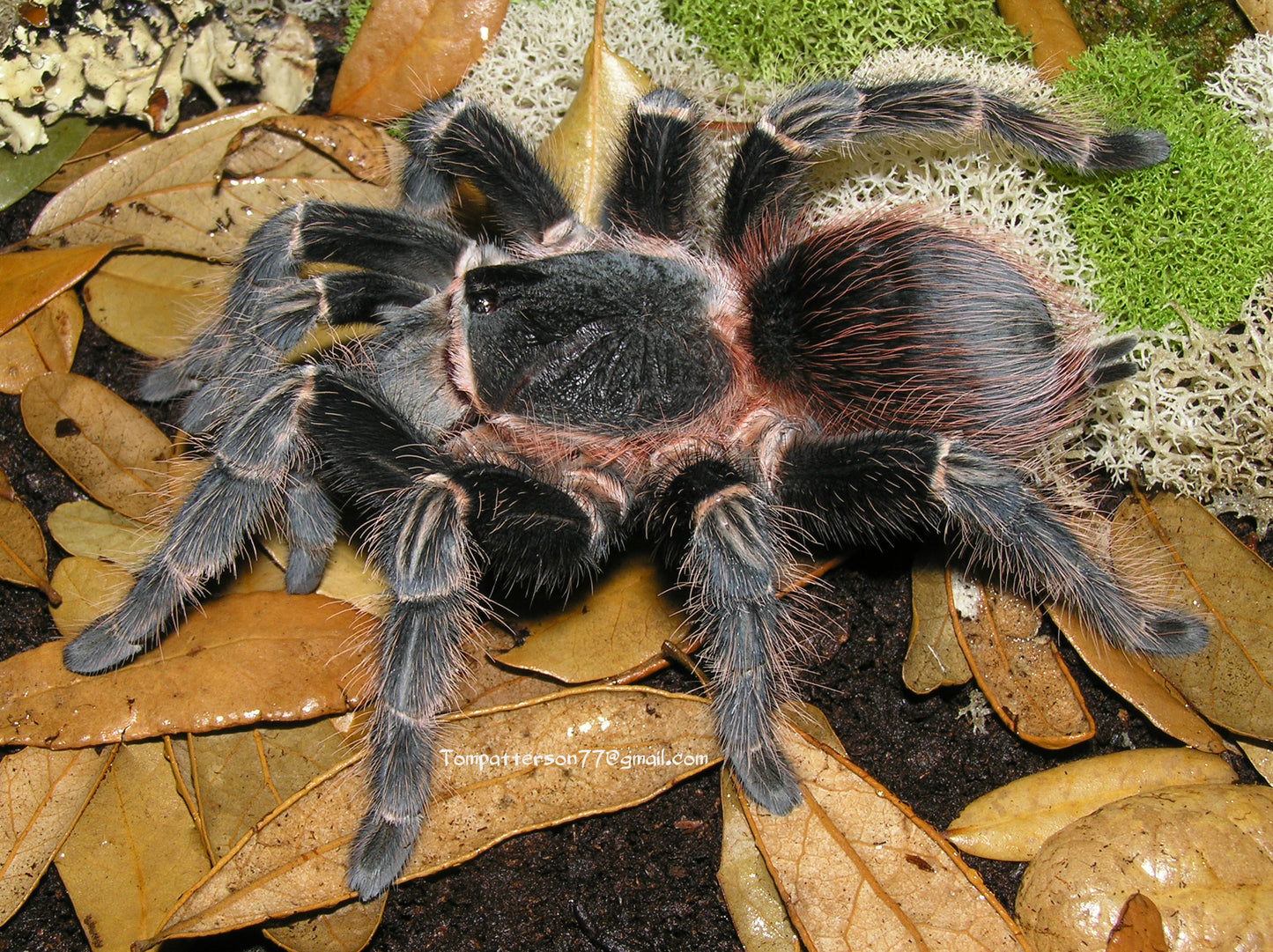 Lasiodora klugi 1/4”