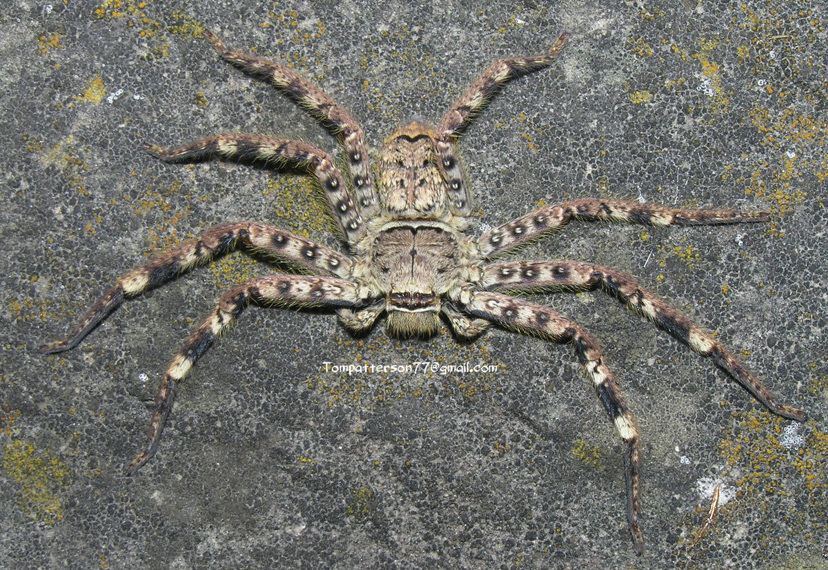 Barylestis variatus 2” suspected females