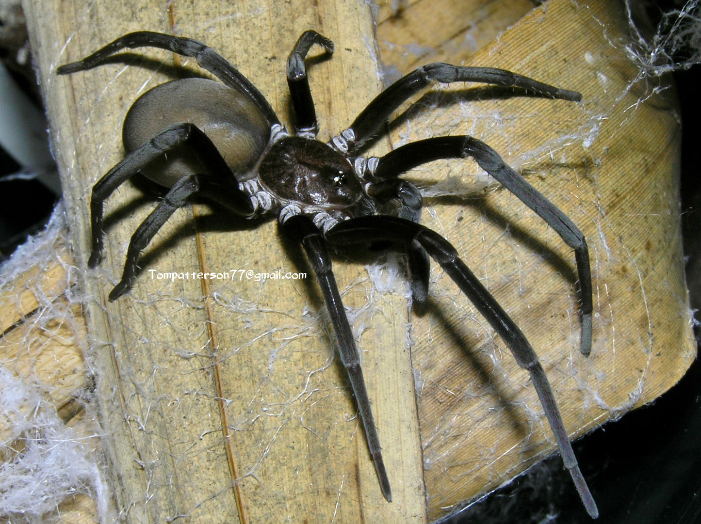 Kukulcania hibernalis 1.5”