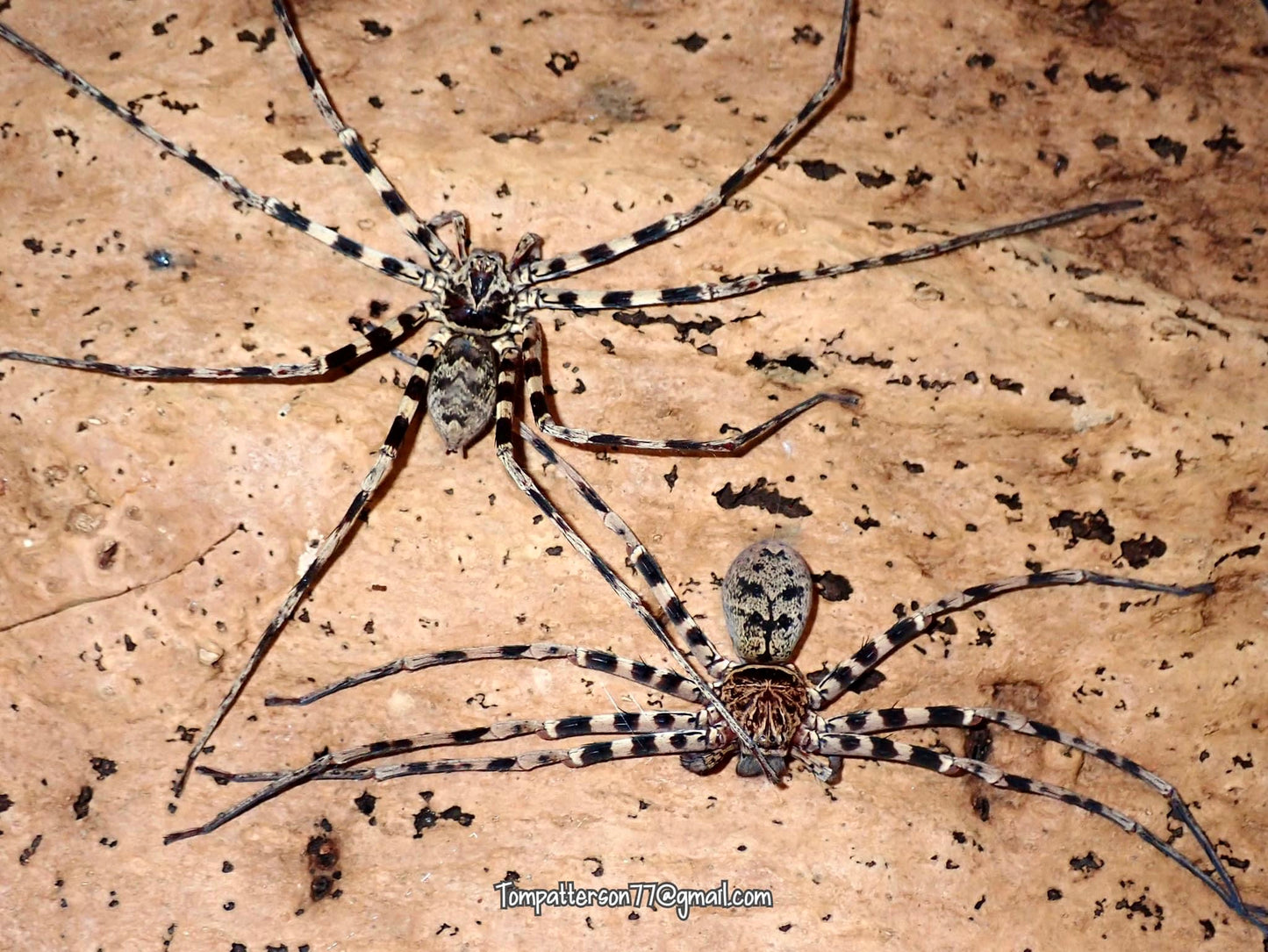 Heteropoda schwendingeri (ex sp. Thailand cave)
