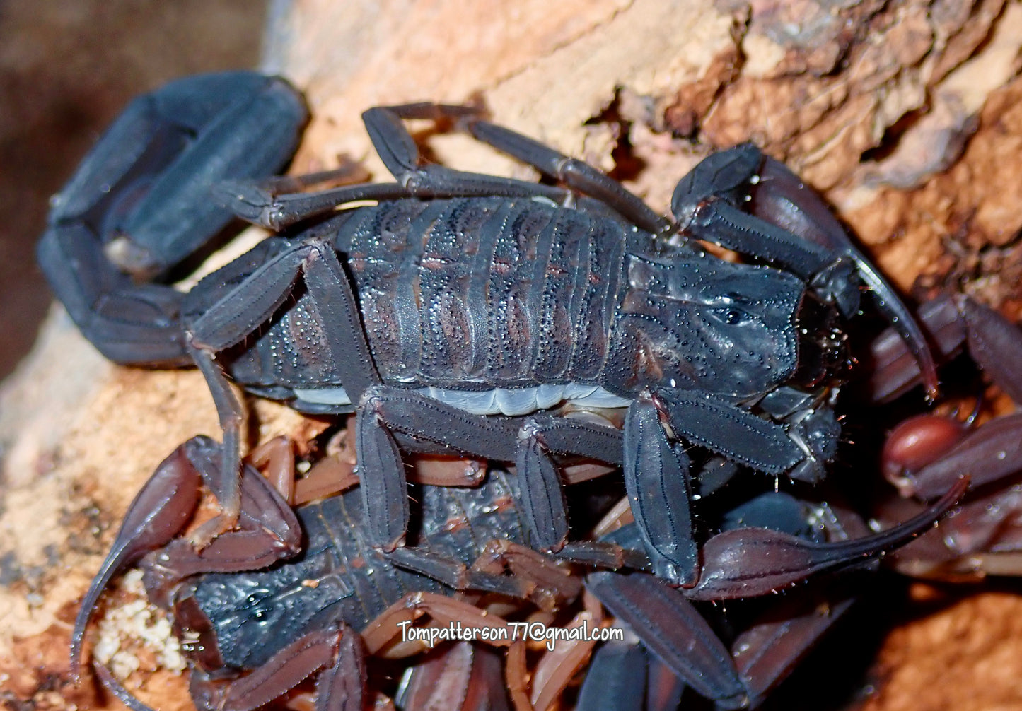 Centruroides gracilis 2” - 3”