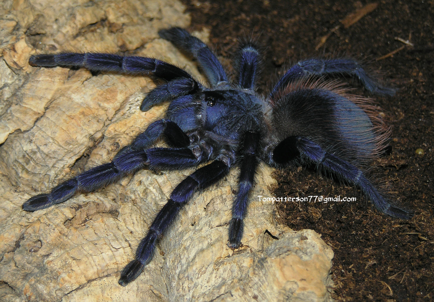 Lasiocyano sazimai 1/4”+