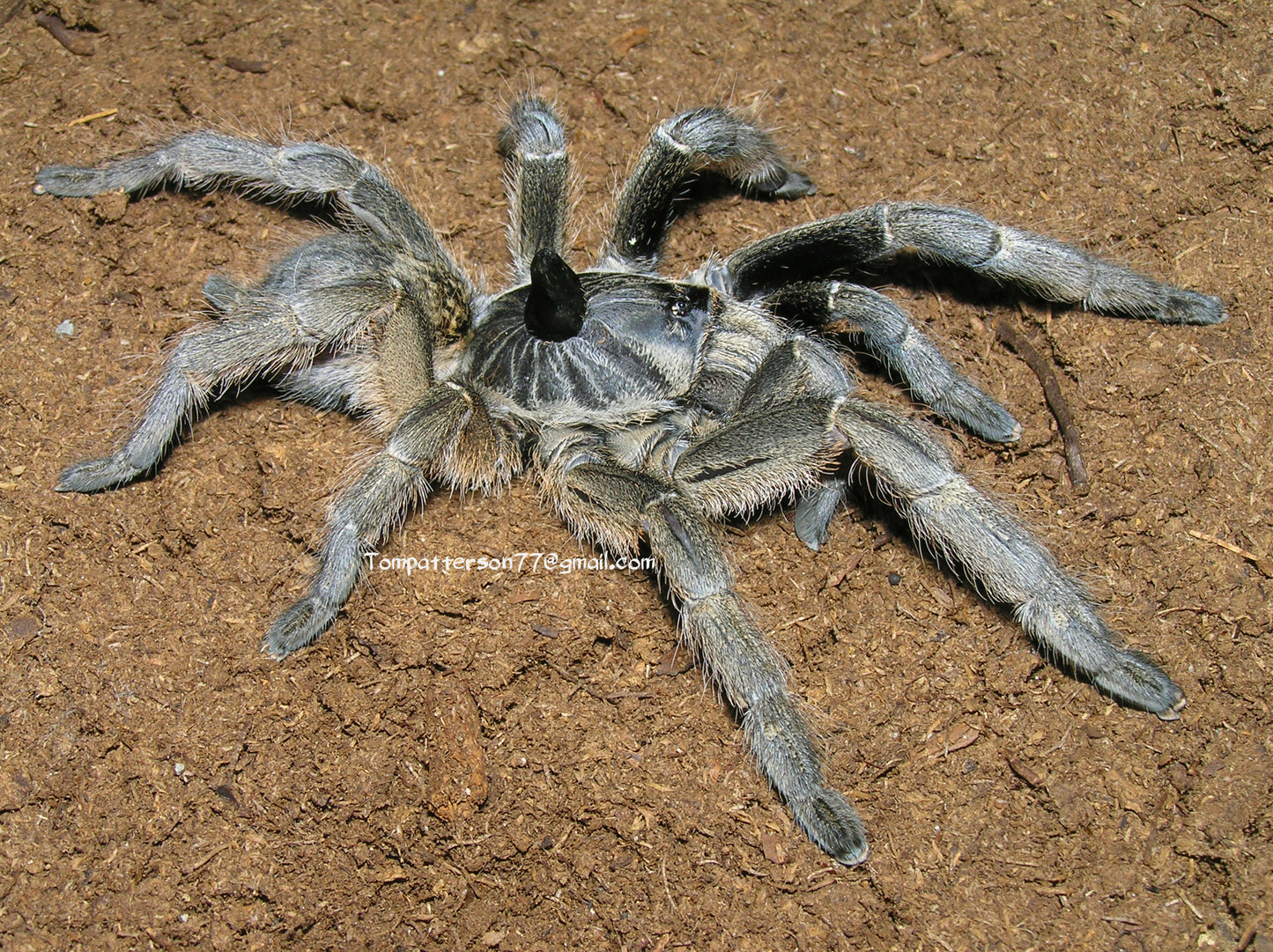 Ceratogyrus marshalli 4” (suspected female)
