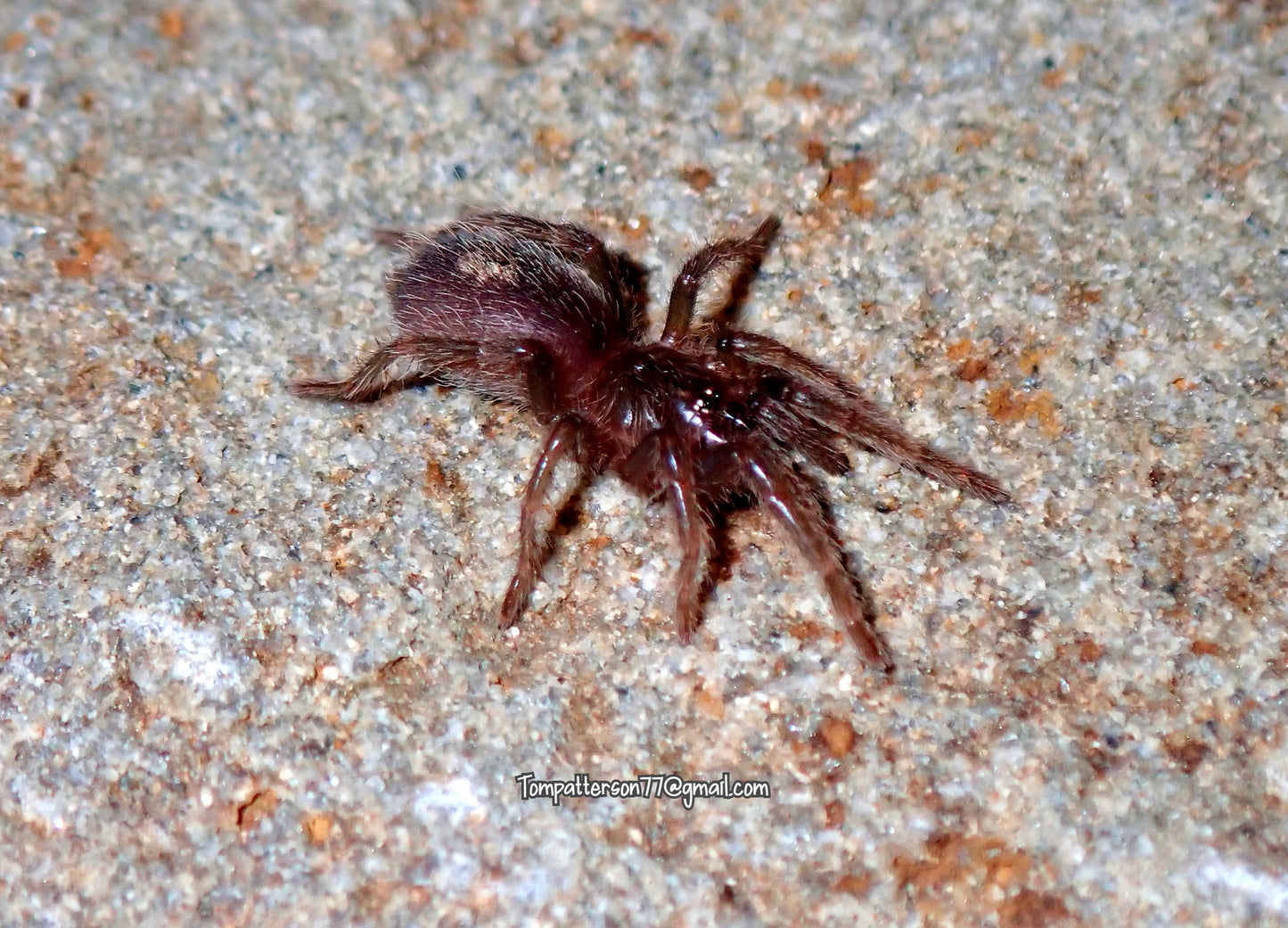 Urupelma peruvianum 3/4”