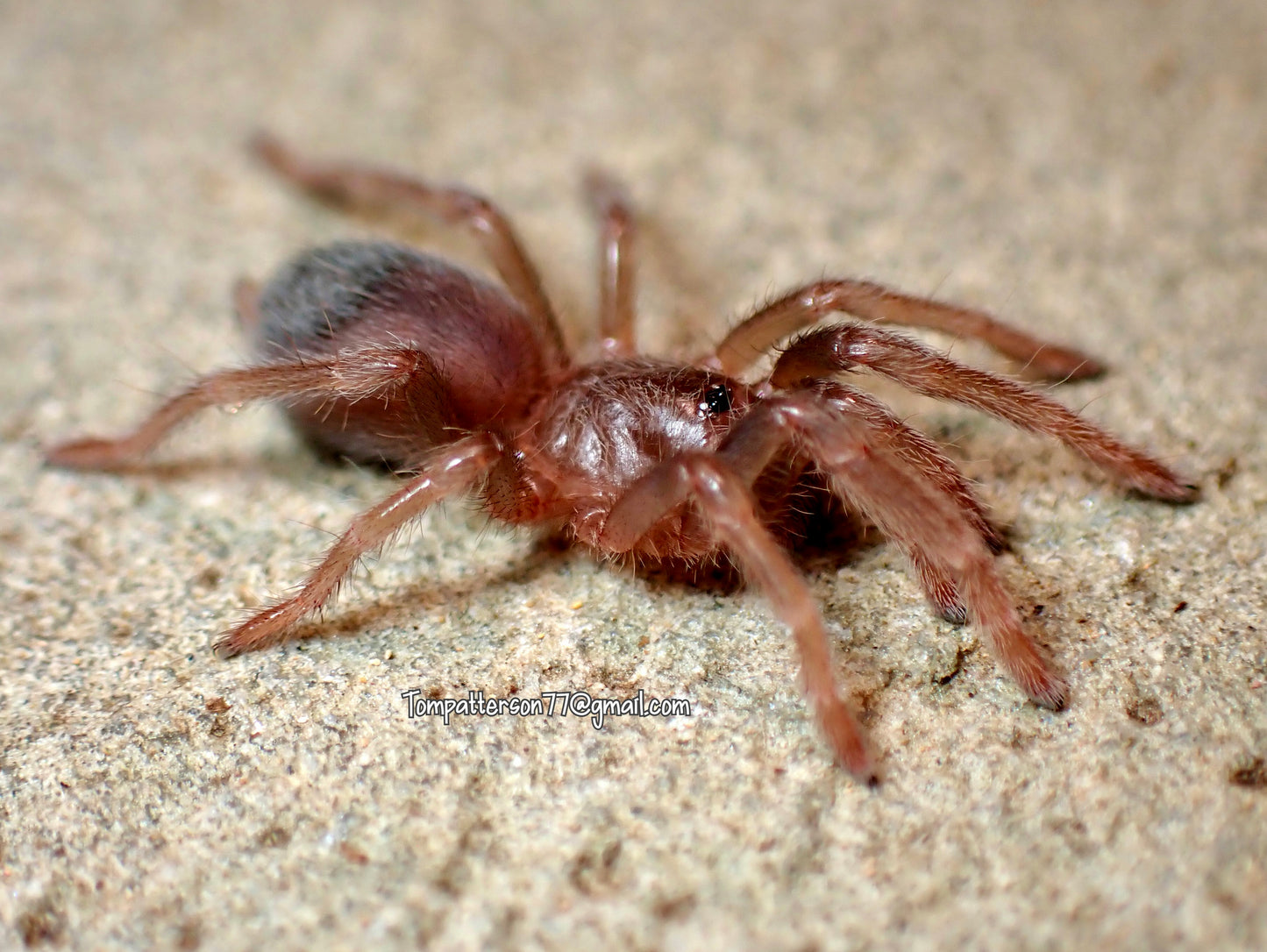 Acanthoscurria maga 1”