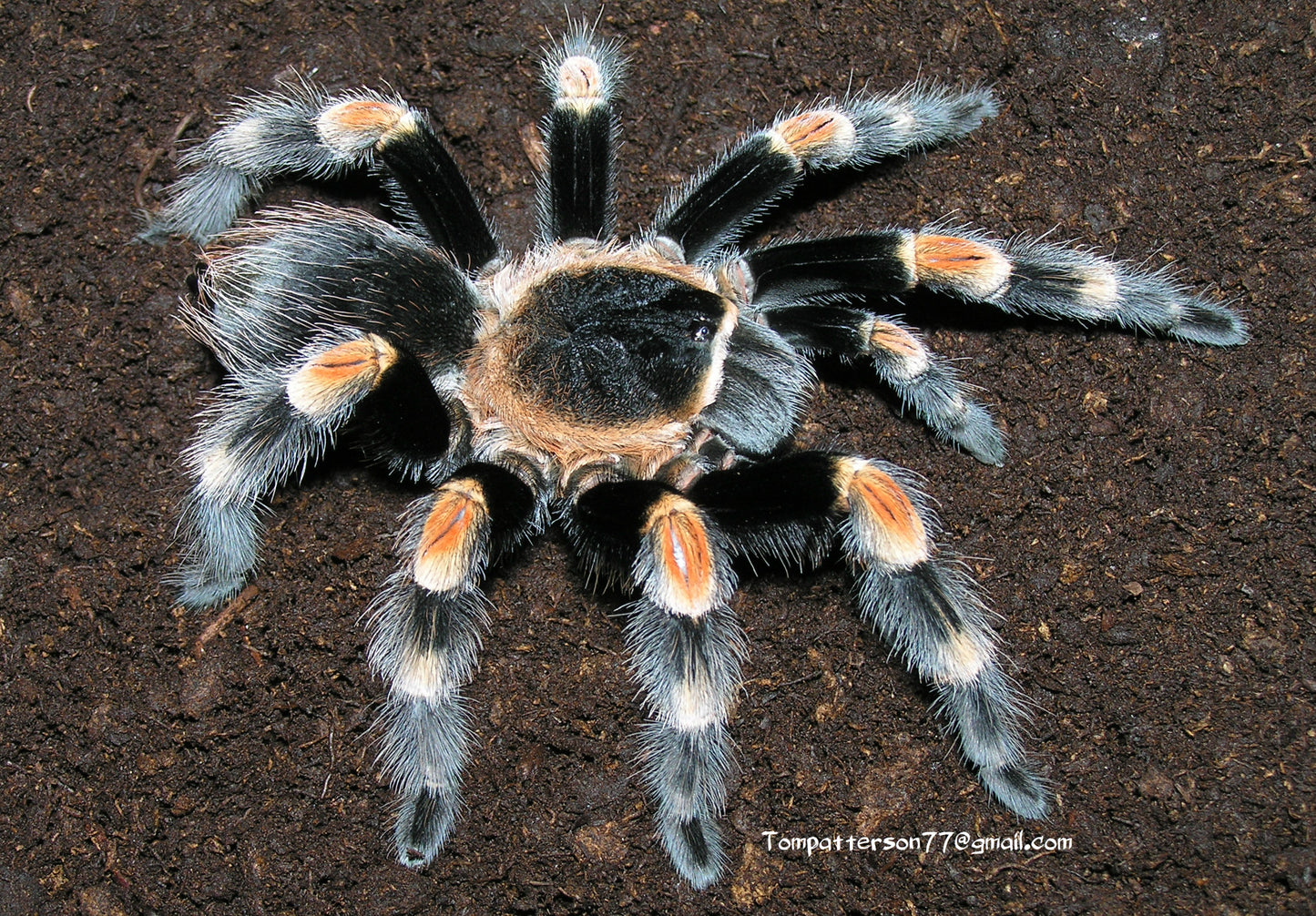 Brachypelma hamorii 1/2”
